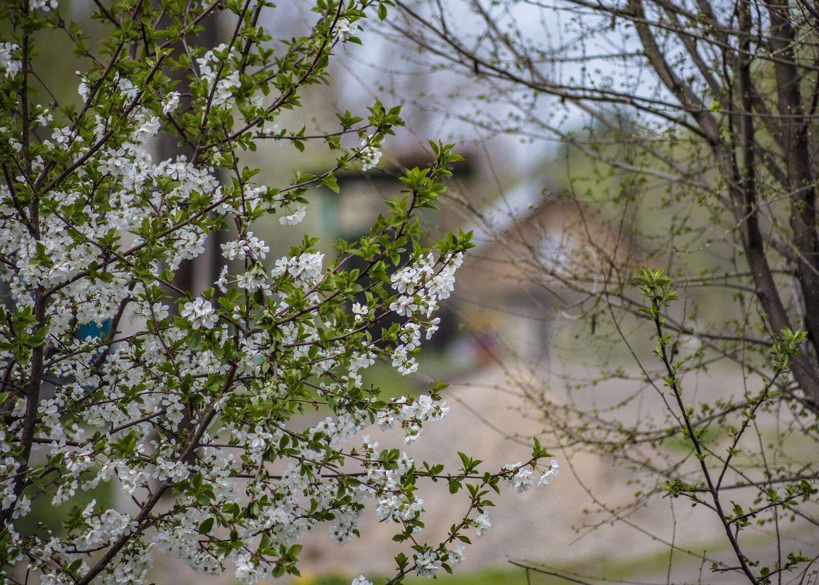 Canon EF75-300mm f/4-5.6 sample photo. Tree, nature, plant photography