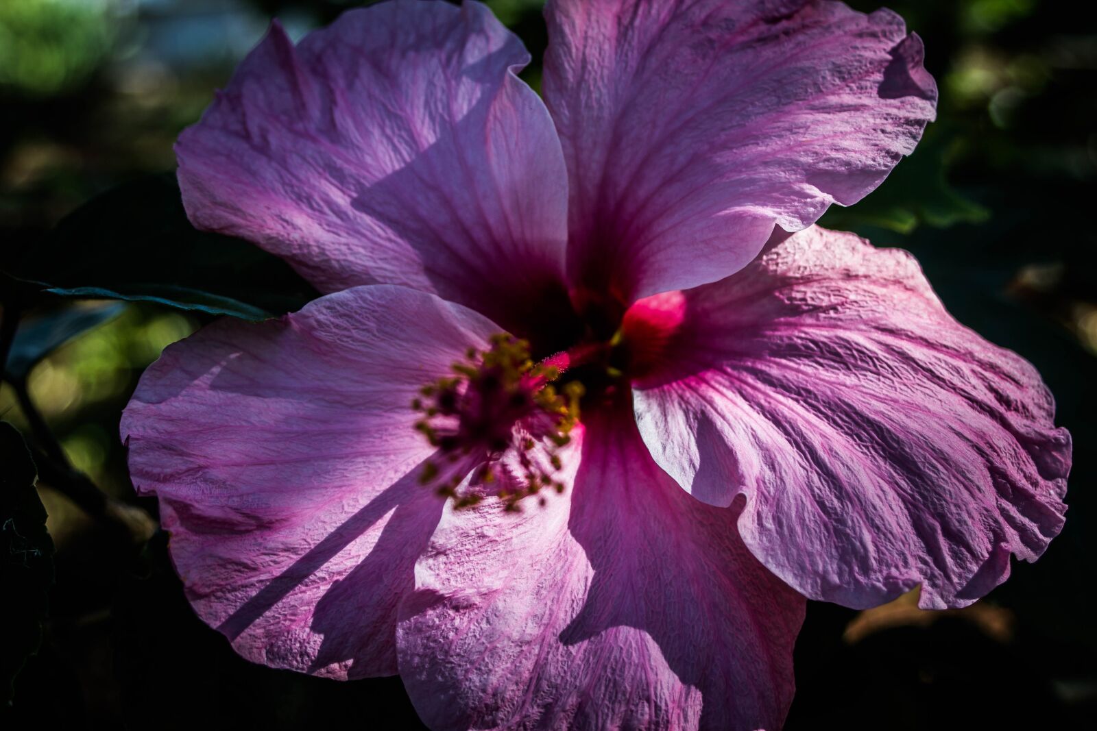 Canon EF 28-80mm f/3.5-5.6 sample photo. Poppy, flower, plant photography