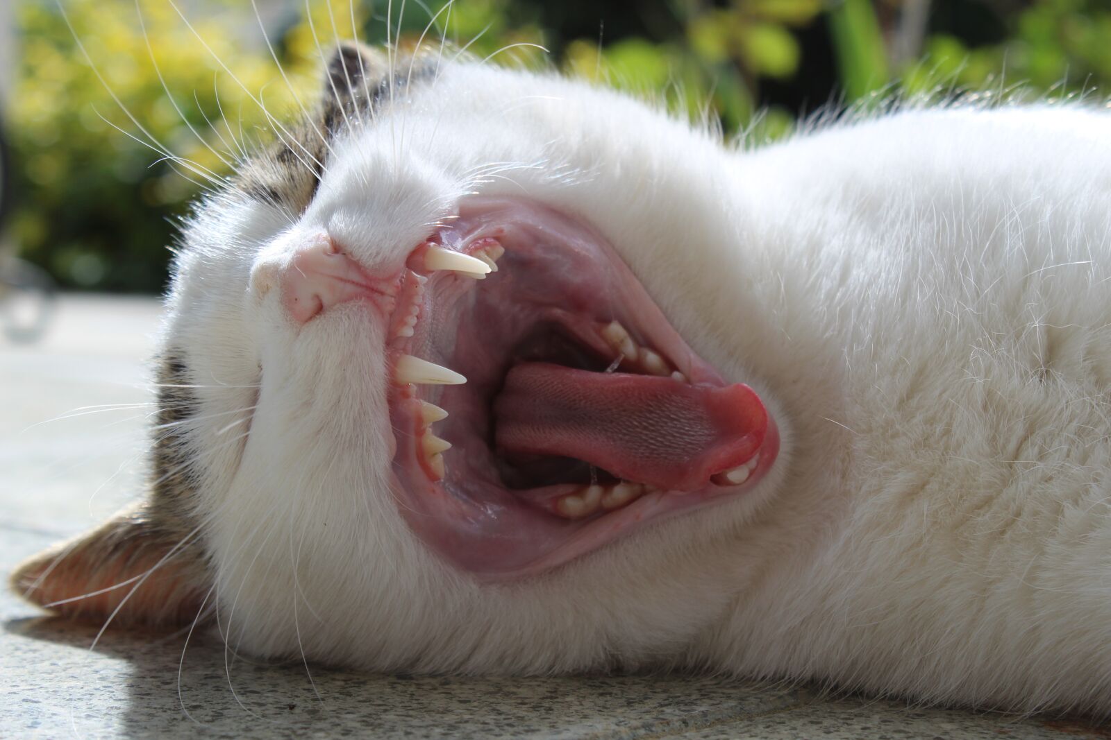 Canon EOS 1300D (EOS Rebel T6 / EOS Kiss X80) sample photo. Cat, tooth, tongue photography