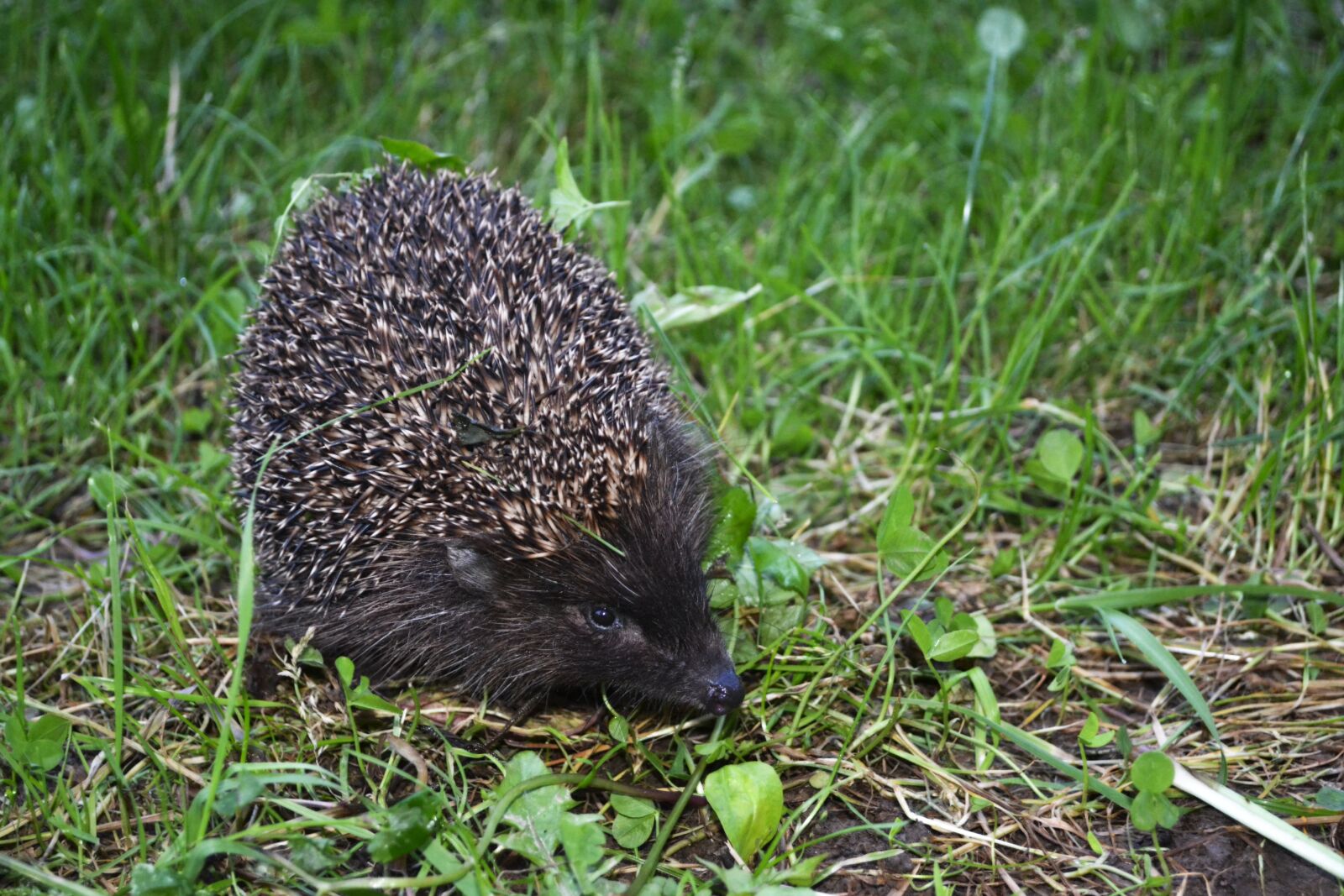Nikon D3100 sample photo. Hedgehog, wild, nature photography