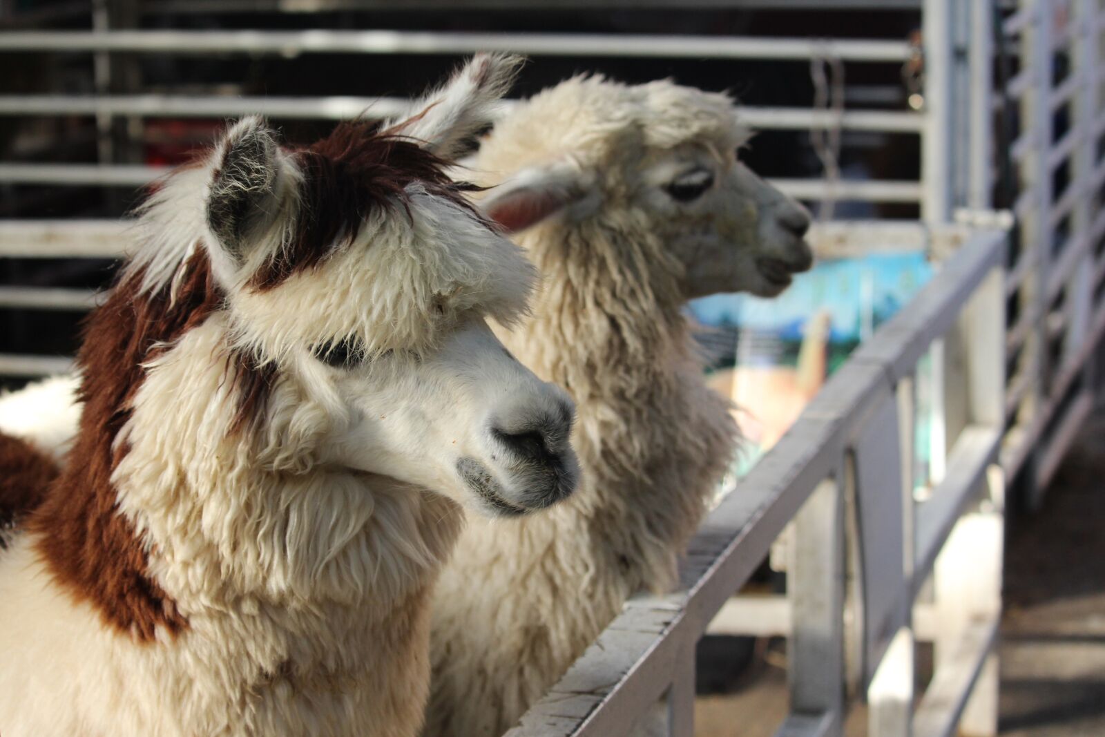 Canon EF-S 55-250mm F4-5.6 IS STM sample photo. Animal, alpaca, hair photography