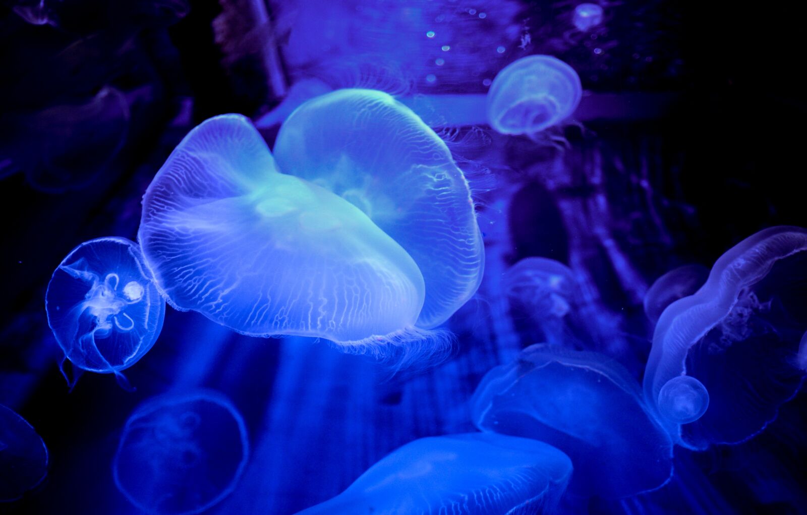 Nikon D610 sample photo. Jellyfish, blue, tank photography