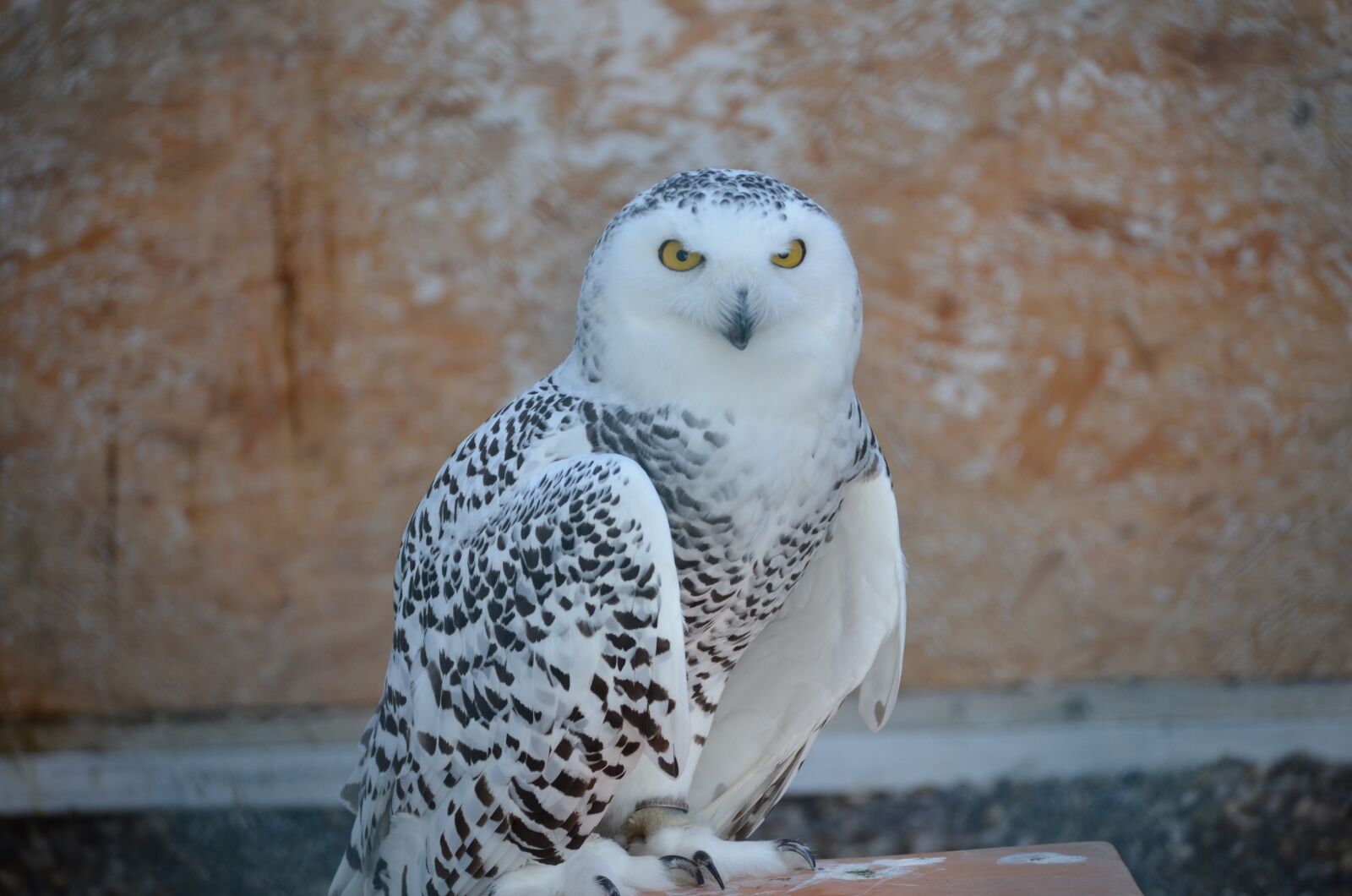 Nikon D5100 sample photo. Snowy owl, owl, eagle photography