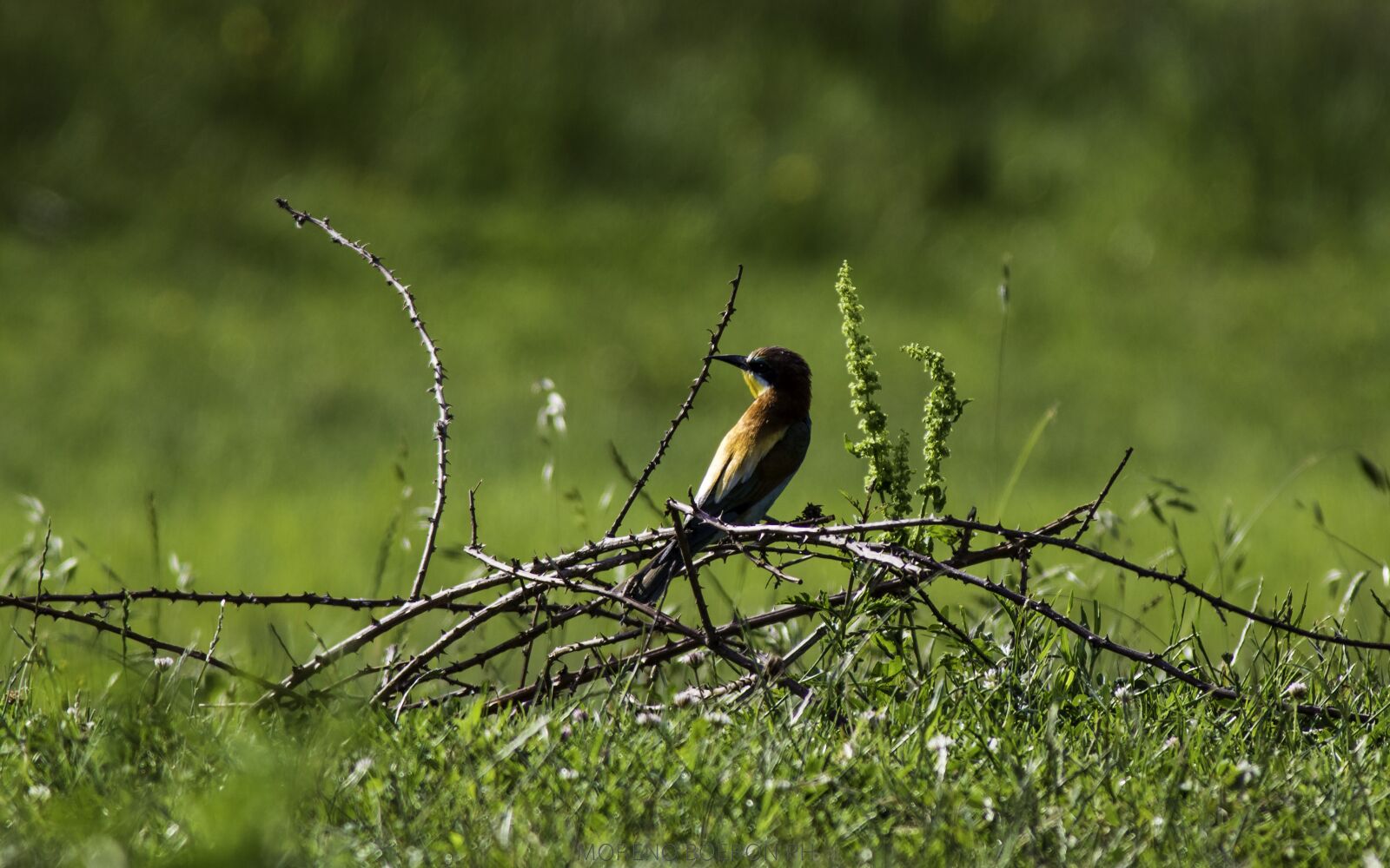 Canon EOS 80D sample photo. Bee-eater, birds, nature photography