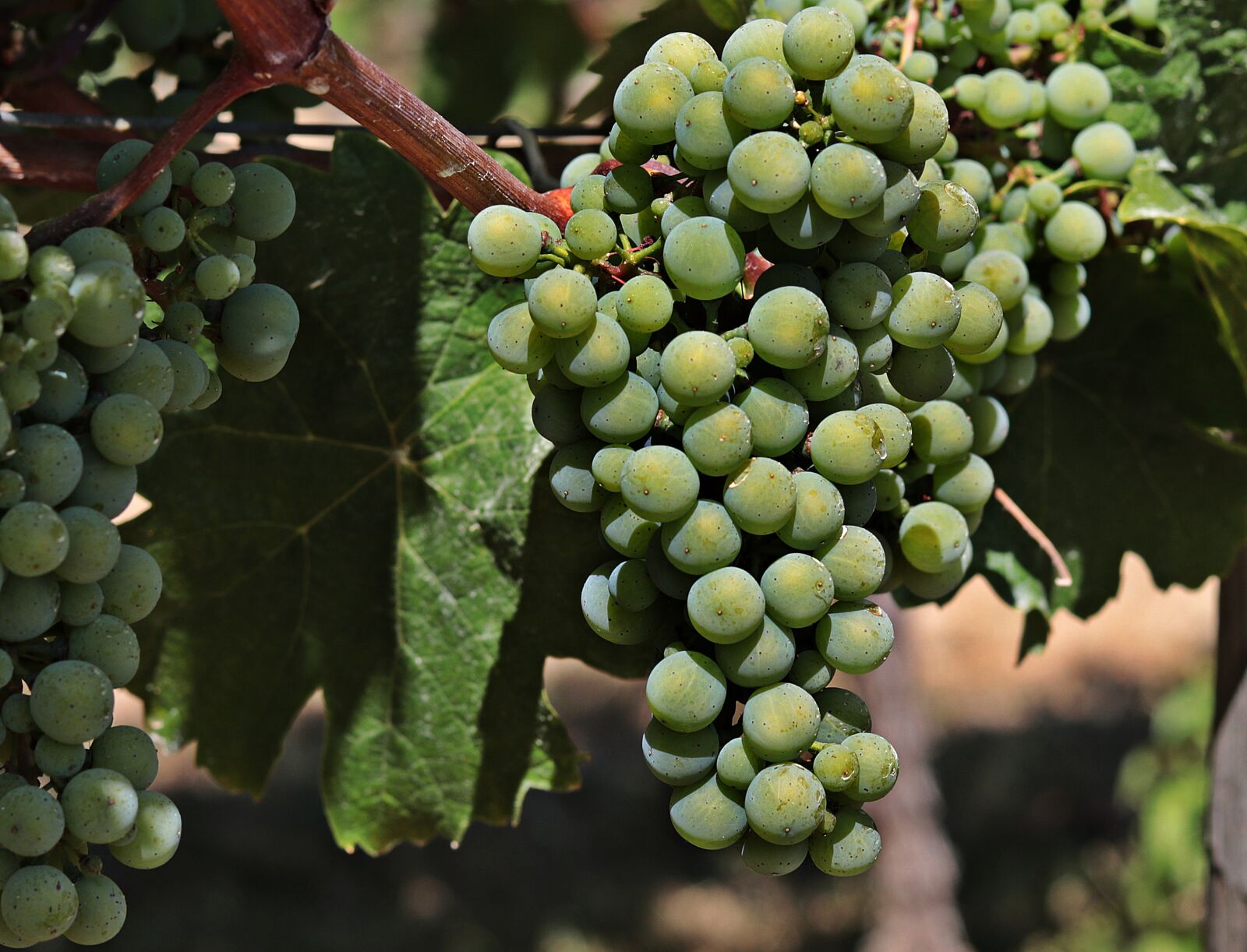 Canon EOS 80D + Canon EF 50mm F1.8 STM sample photo. Wine, grapes, grapevine photography