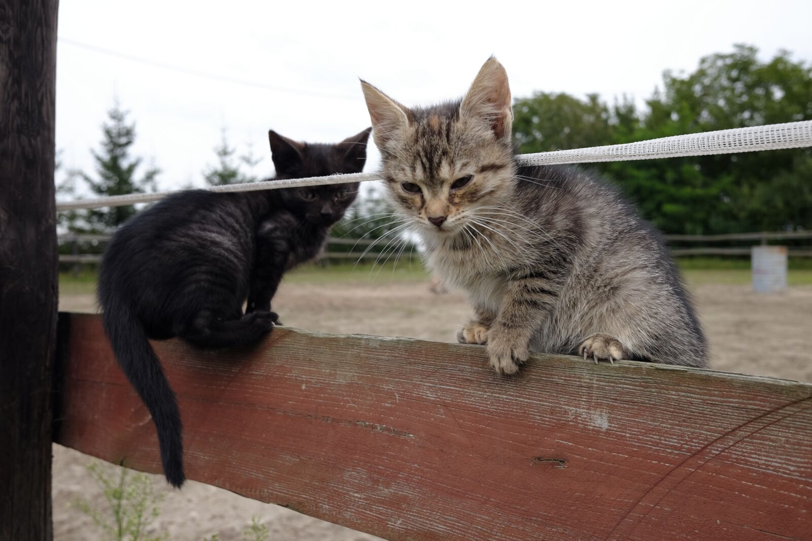 Fujifilm X70 sample photo. Cat, black cat, animals photography