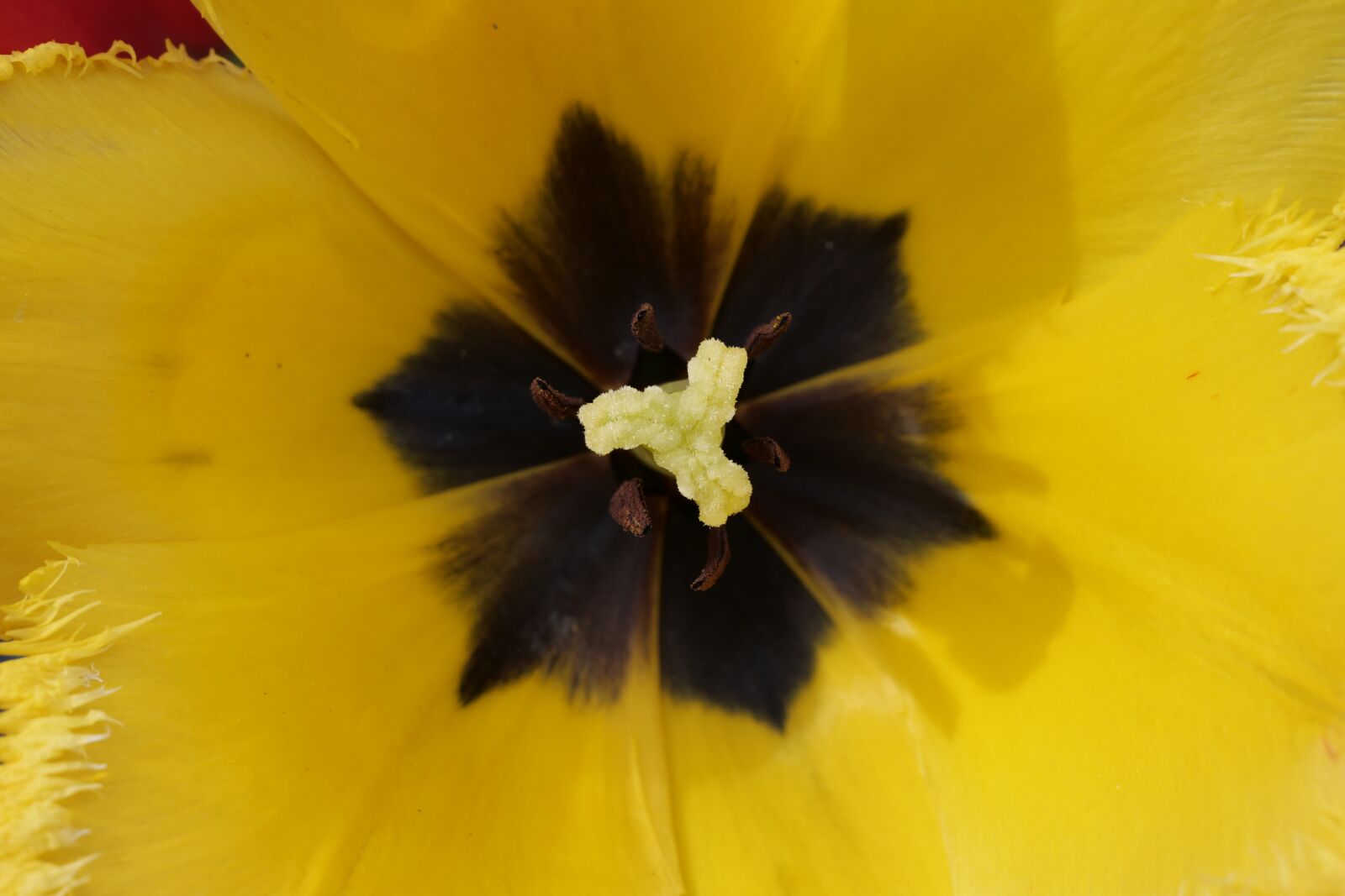 Panasonic Lumix DC-G9 sample photo. Flower, tulips, stamp photography