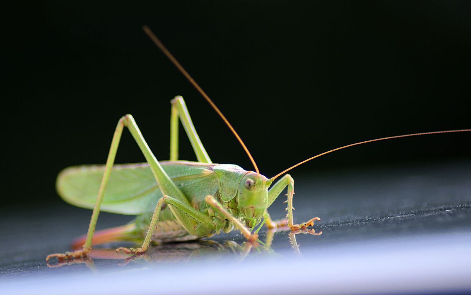 Nikon D3300 sample photo. Grasshopper, mirroring, insect photography