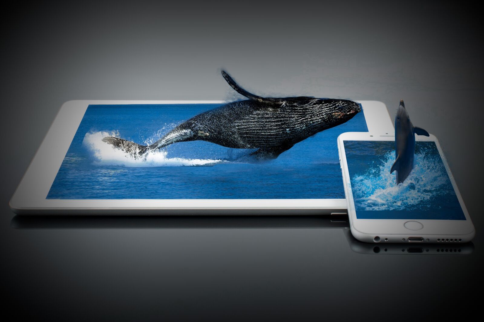 Nikon D300 sample photo. Whale, dolphin, water photography