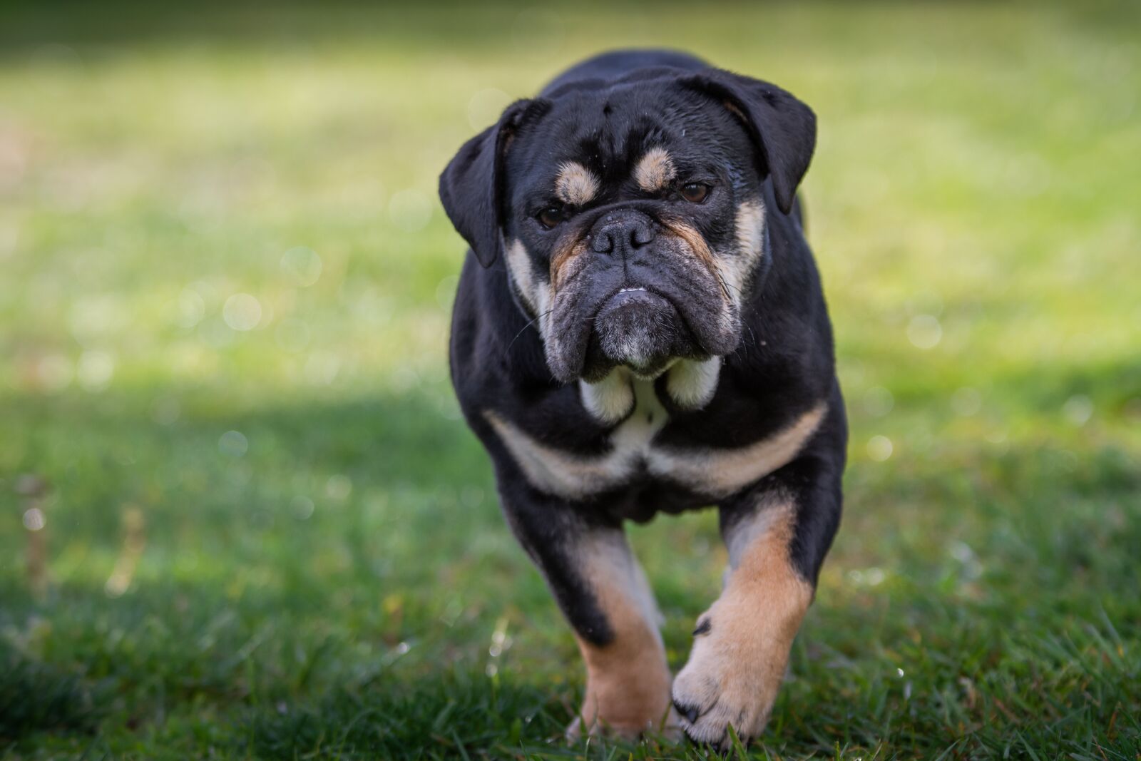 Nikon D7200 sample photo. Bulldog, english bulldog, dog photography