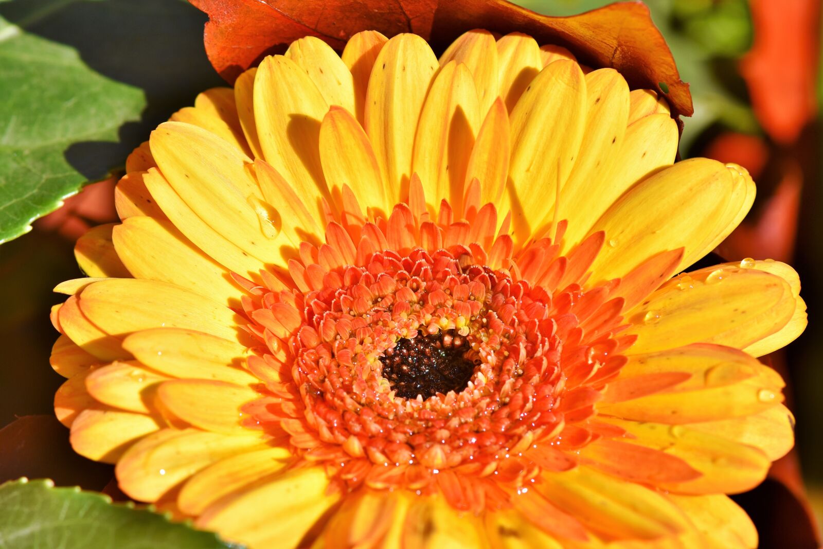 Nikon D7200 sample photo. Gerbera, flower, schnittblume photography