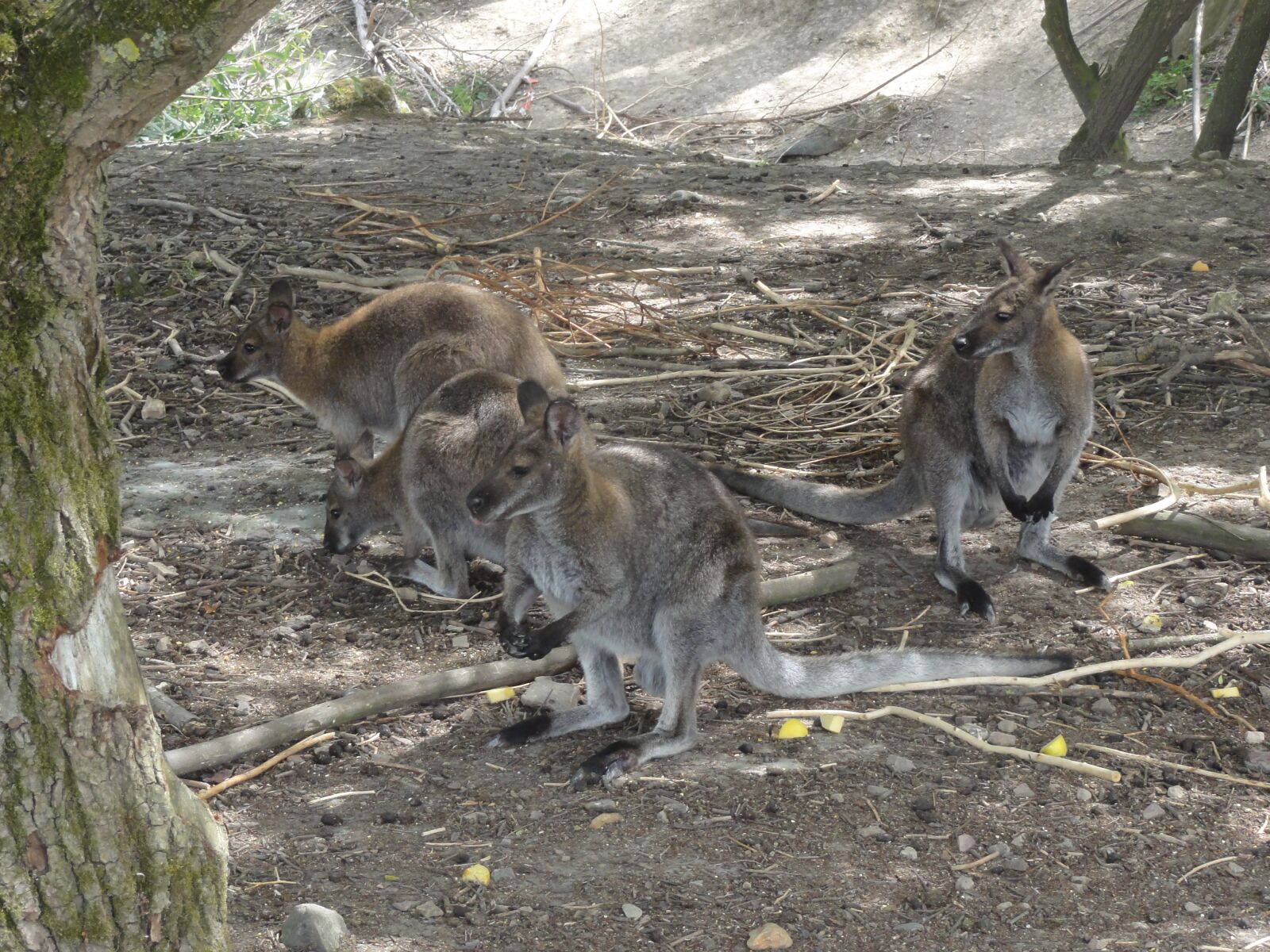 Sony DSC-HX5V sample photo. Kangaroo, animals, wild photography