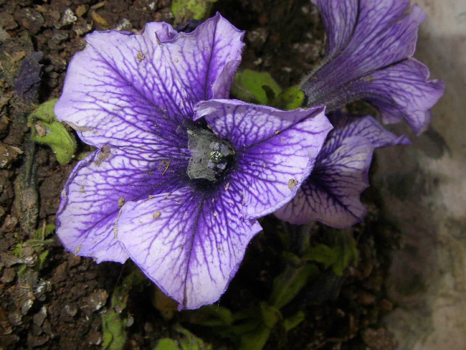 Olympus SP700 sample photo. Flor, flor violeta con photography