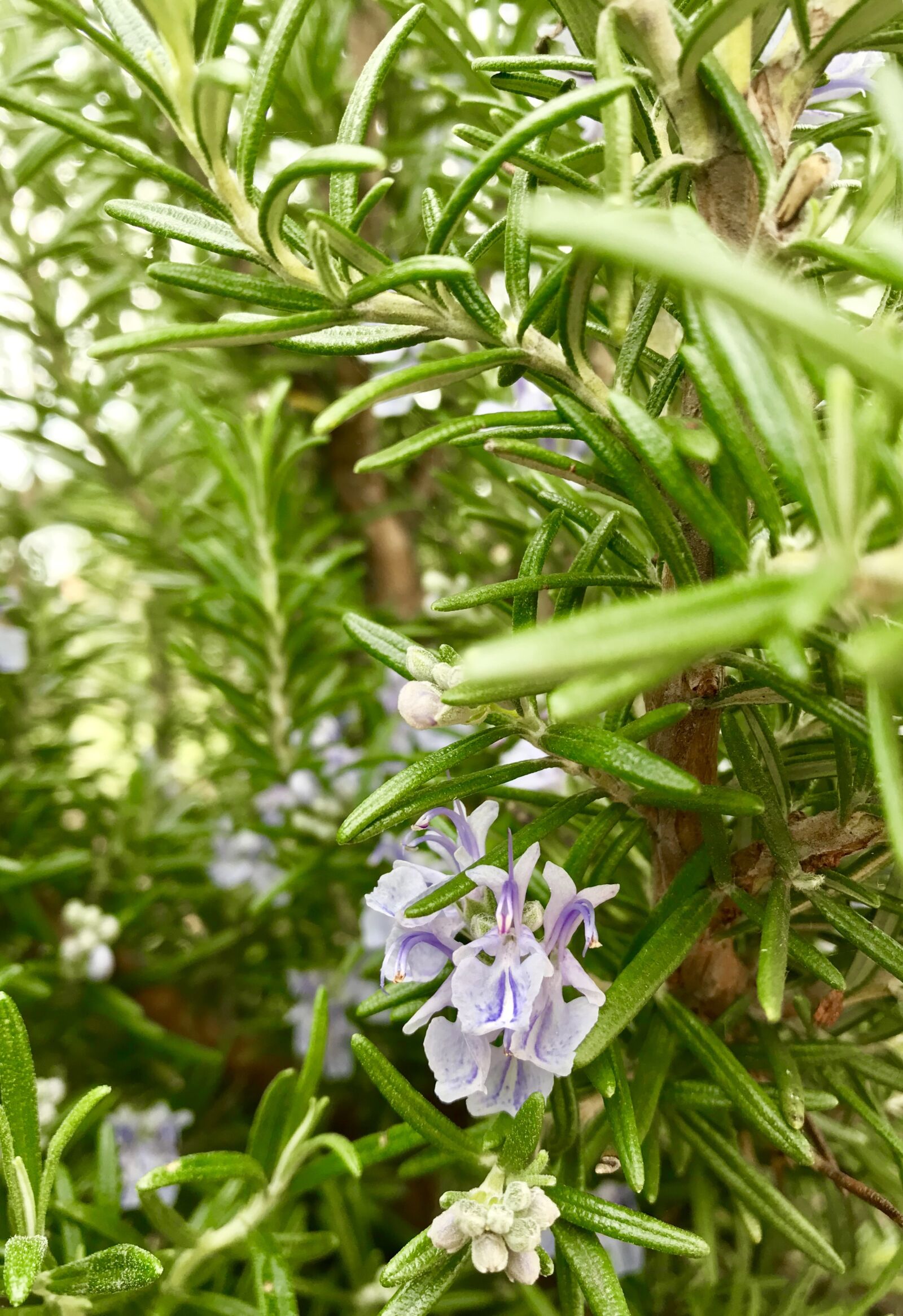 iPhone 7 Plus back dual camera 3.99mm f/1.8 sample photo. Rosemary, herb, cooking photography