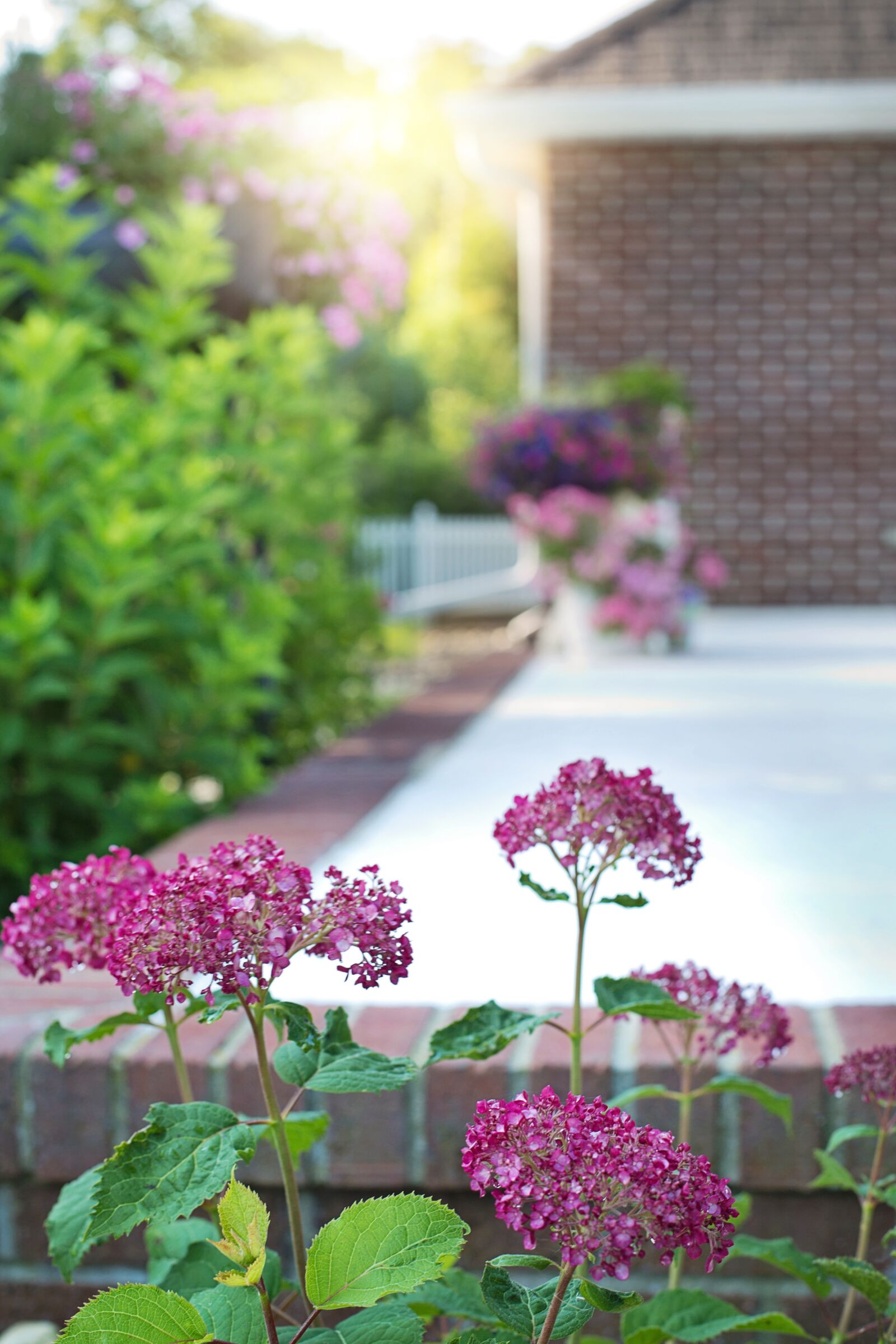 Canon EF 50mm F1.4 USM sample photo. Back porch, flowers, garden photography