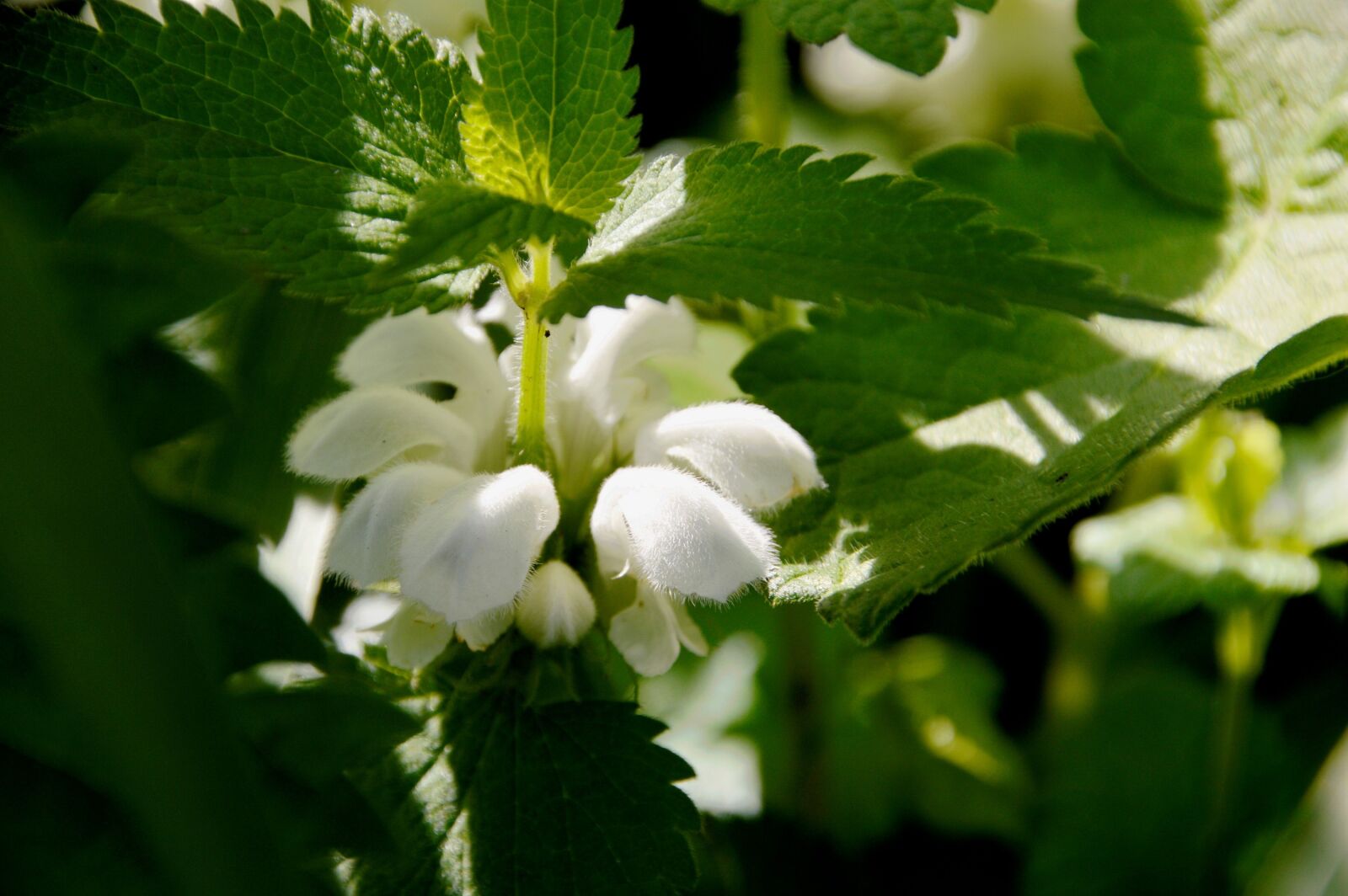 Nikon D3200 sample photo. Nettle, flower, plant photography