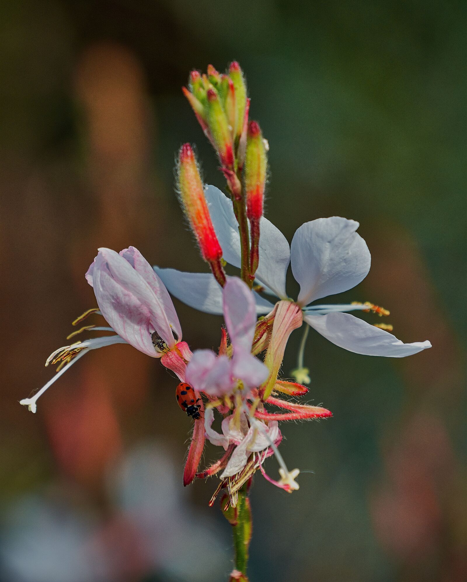 Nikon D7200 sample photo. Flower, color, plant photography