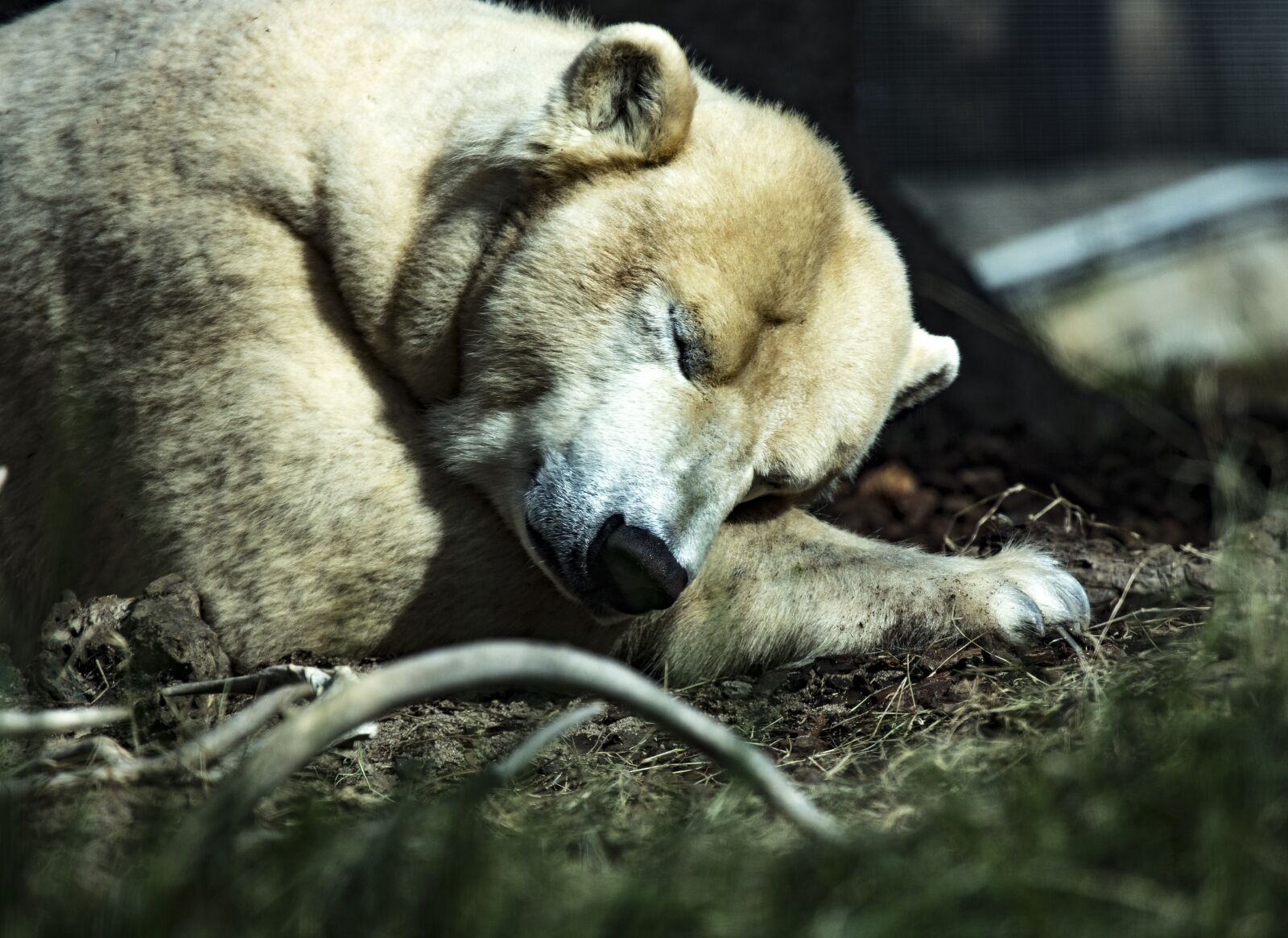Canon EF 100-400mm F4.5-5.6L IS USM sample photo. Polar bear, sleeping, animal photography