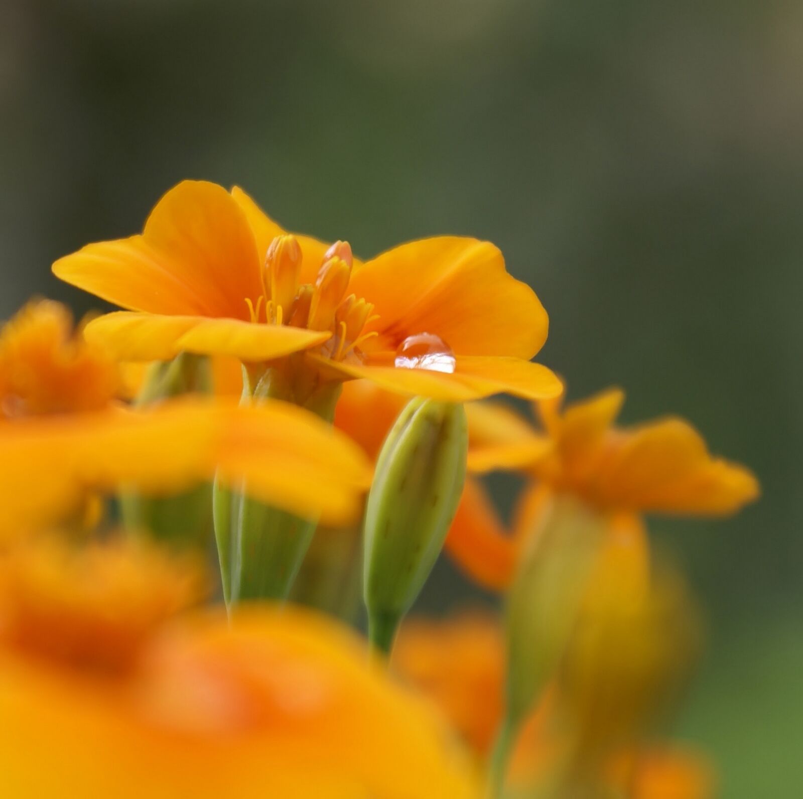 Sony Alpha DSLR-A100 sample photo. Marigold, flowers, orange photography