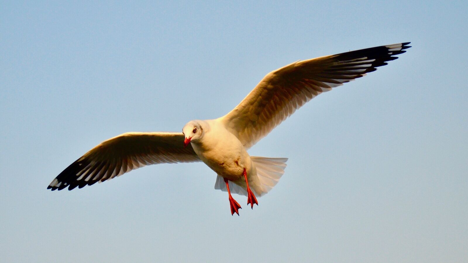 Nikon D5100 sample photo. Bird, wildlife, nature photography