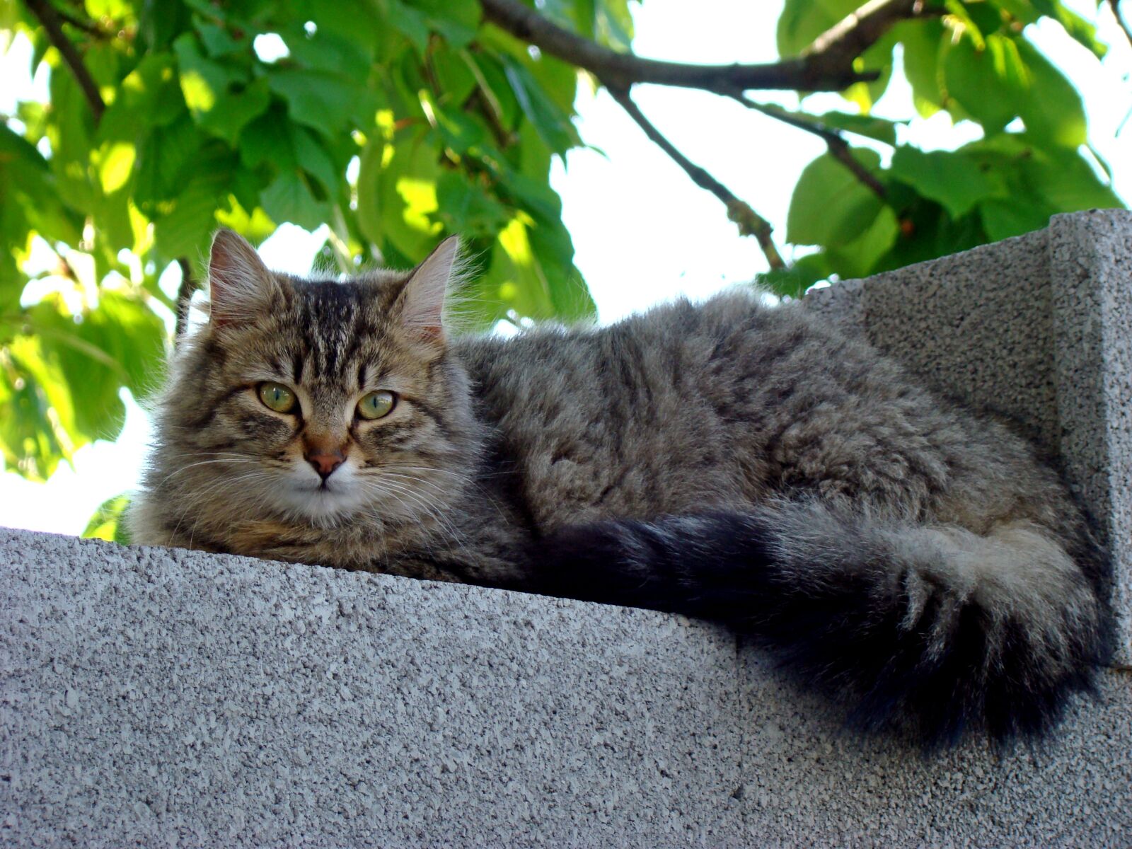 Sony DSC-H9 sample photo. Cute, cat, animal photography