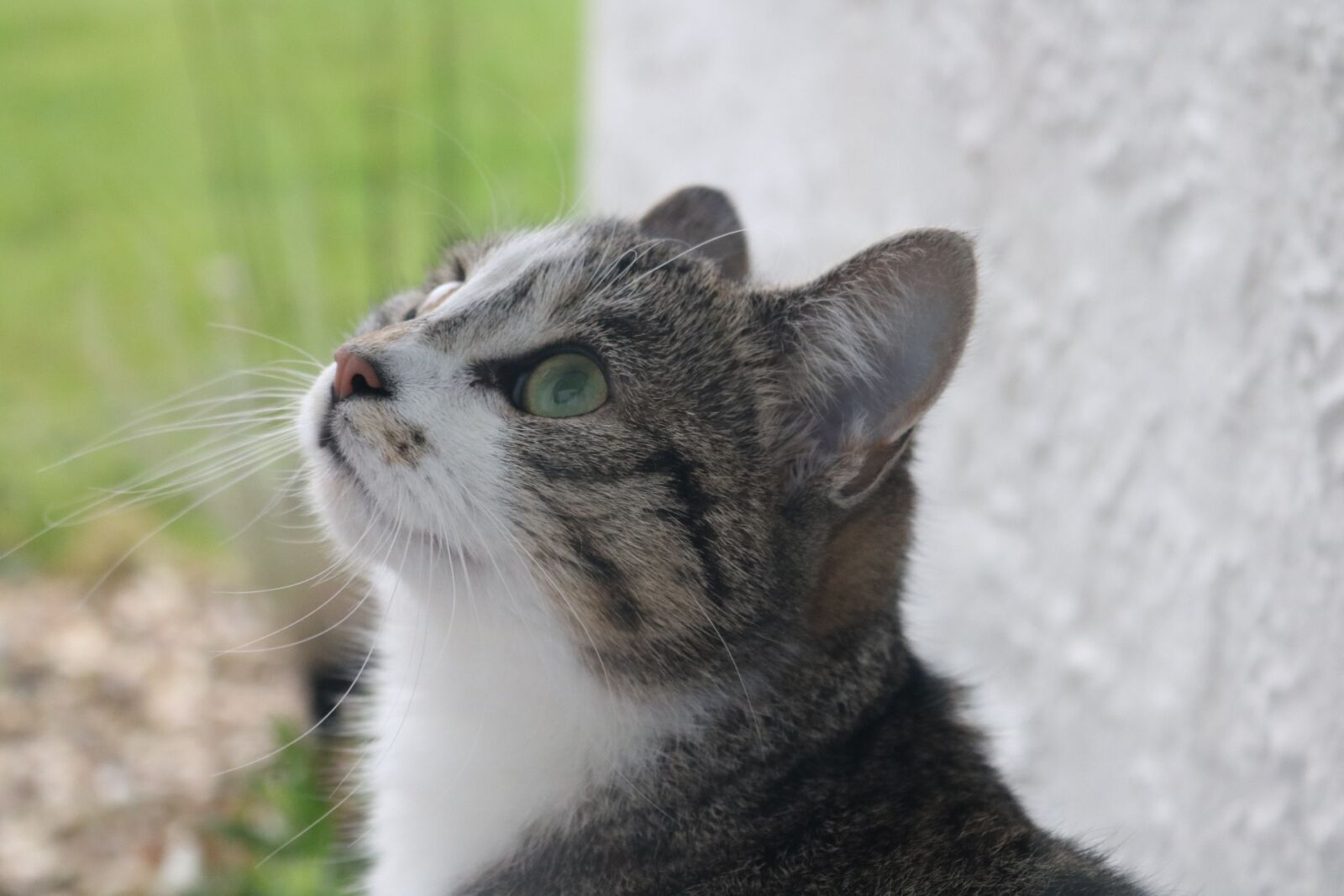 Canon EOS 750D (EOS Rebel T6i / EOS Kiss X8i) sample photo. Cat, pet, animal photography