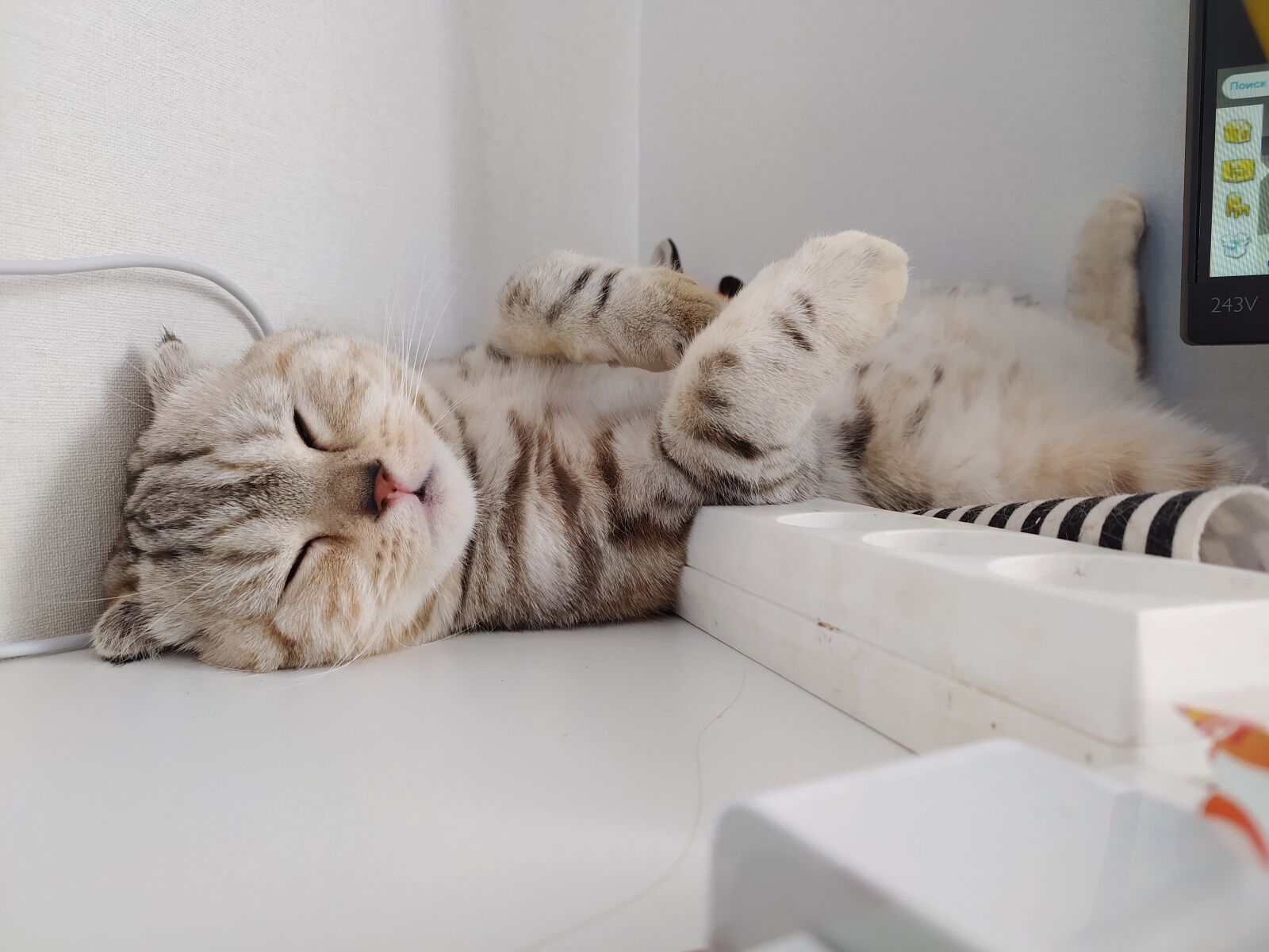 Xiaomi Redmi Note 8 sample photo. Cat, kitten, sleep photography