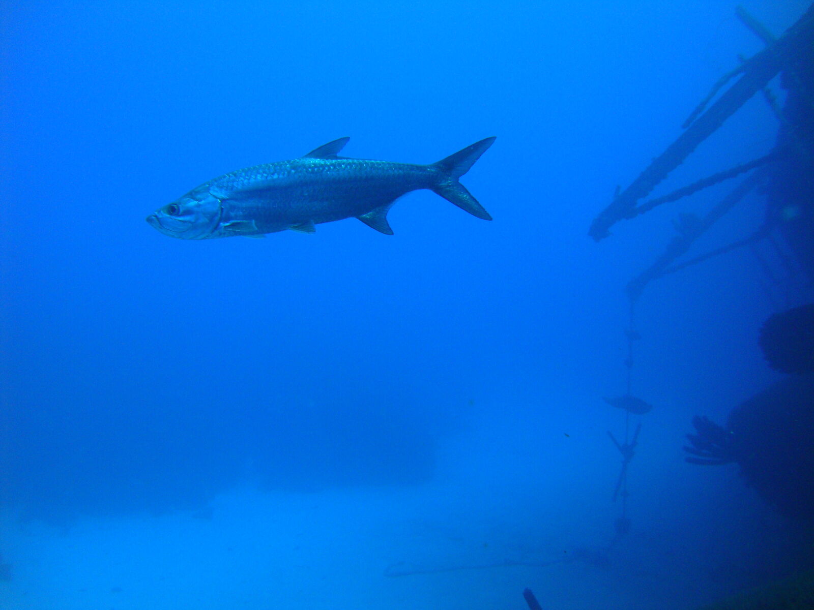 Sony Cyber-shot DSC-W220 sample photo. Barracuda, dive, fish, shipwreck photography