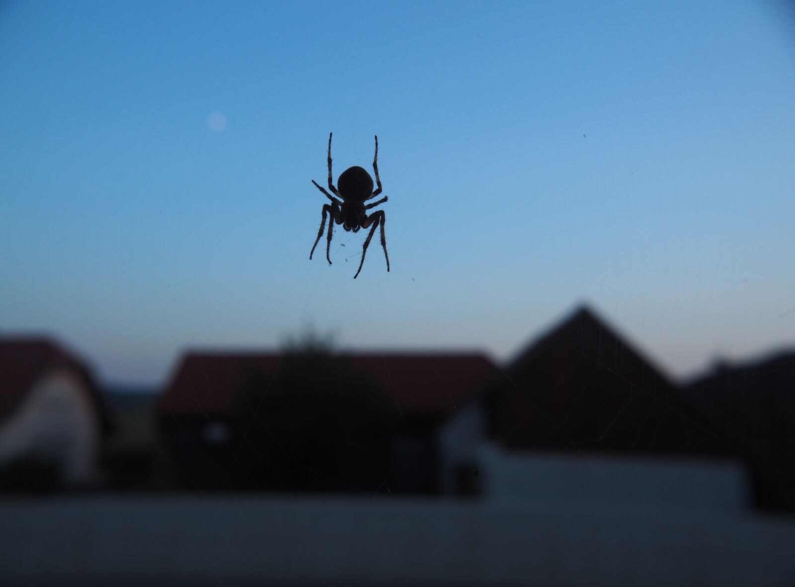 Olympus OM-D E-M10 sample photo. Spider, web, abendstimmung photography