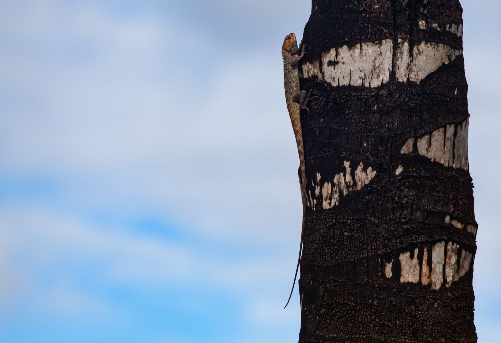 Canon EF 70-200mm F4L USM sample photo. Mauritius gecko, mauritius lizard photography