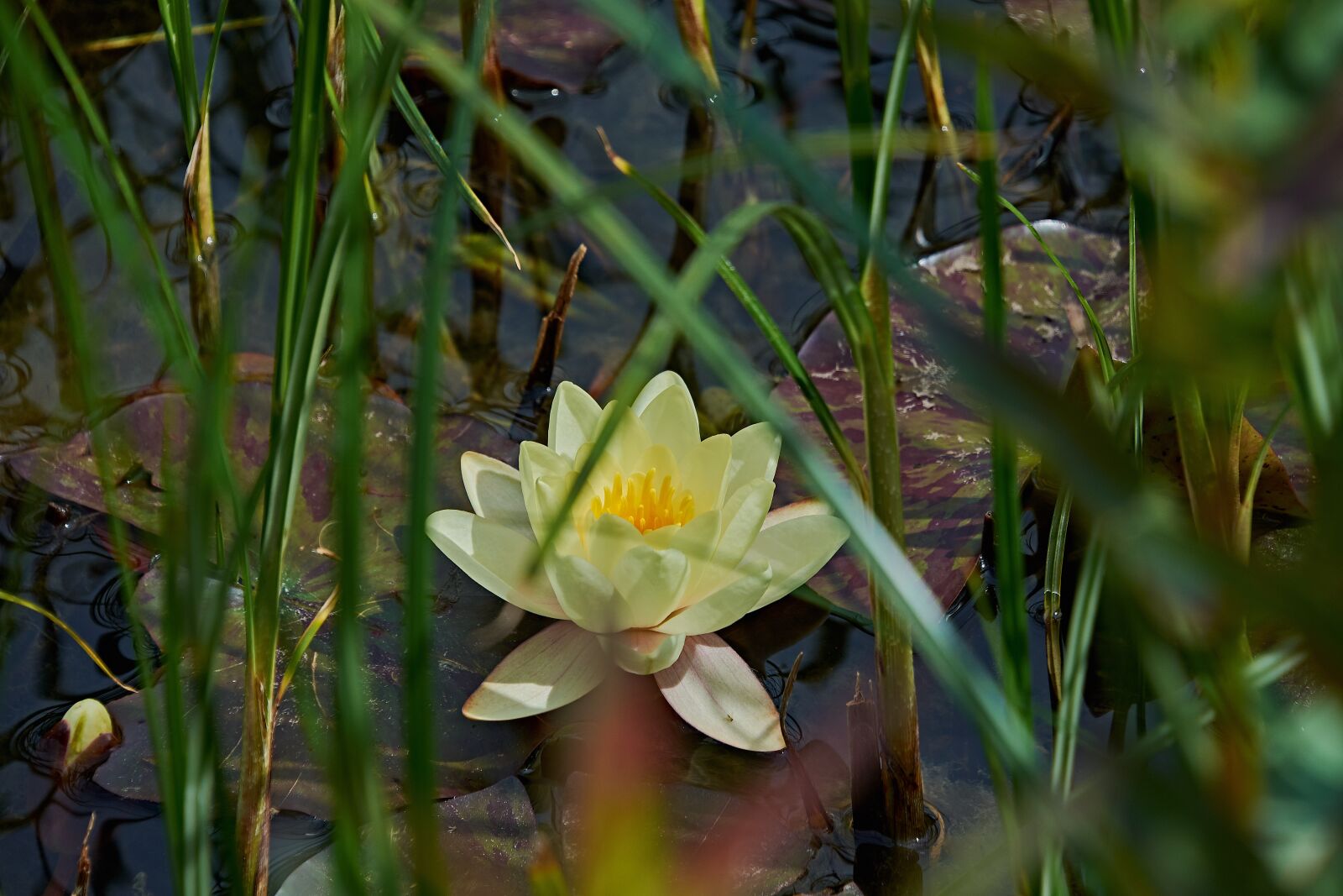 Nikon D7200 sample photo. Water lily, flower, pond photography