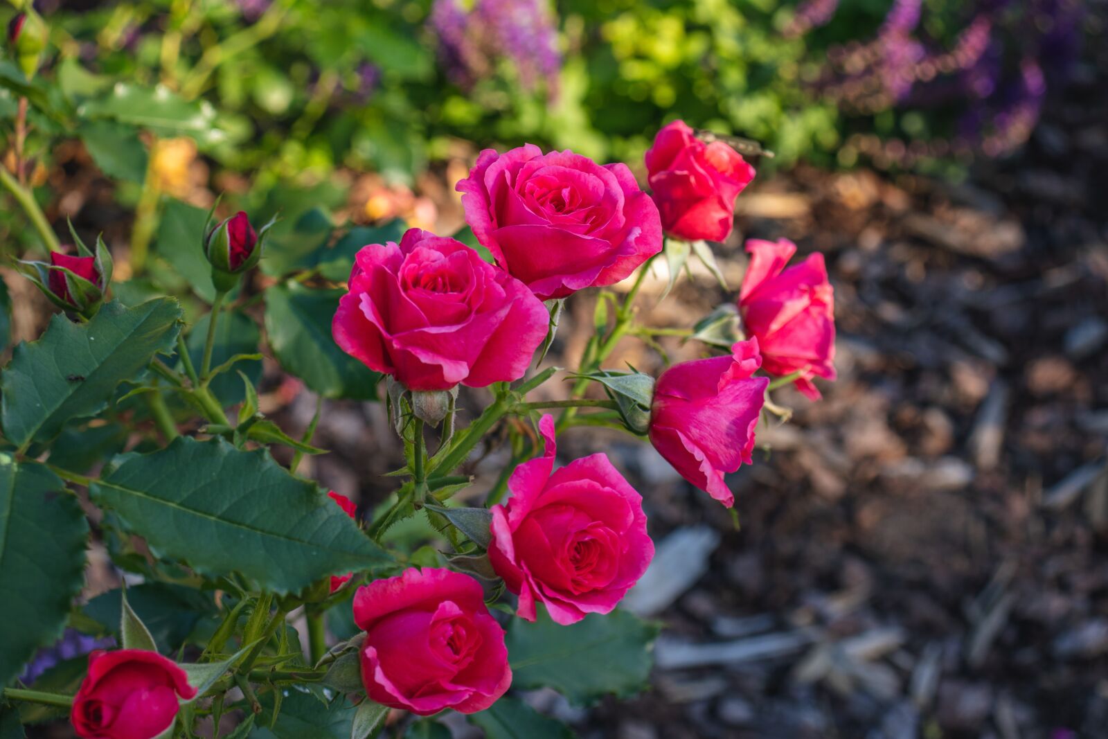 Canon EOS 77D (EOS 9000D / EOS 770D) sample photo. Roses, pink roses, bloom photography