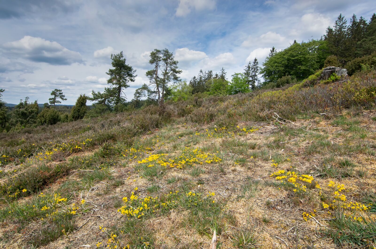 Nikon D5300 sample photo. Eifel, landscape, nature photography
