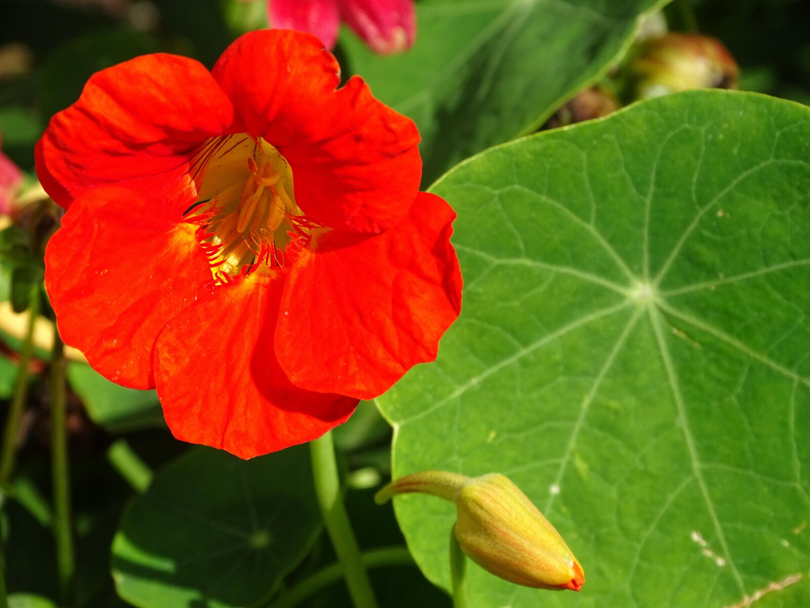Sony Cyber-shot DSC-HX400V sample photo. Edible flowers, nasturtium, edible photography