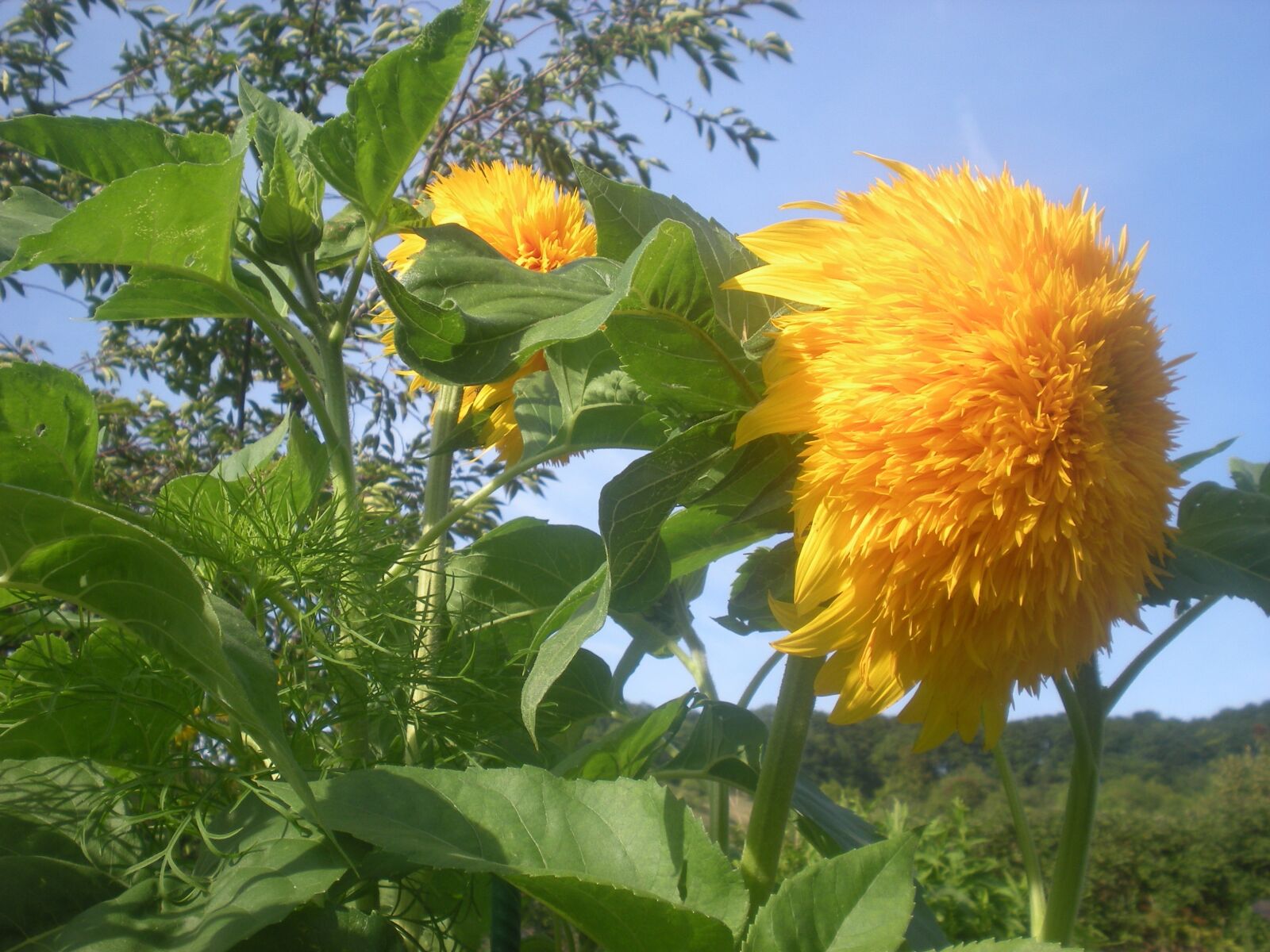 Nikon Coolpix S210 sample photo. Sunflower, flowers, flower photography
