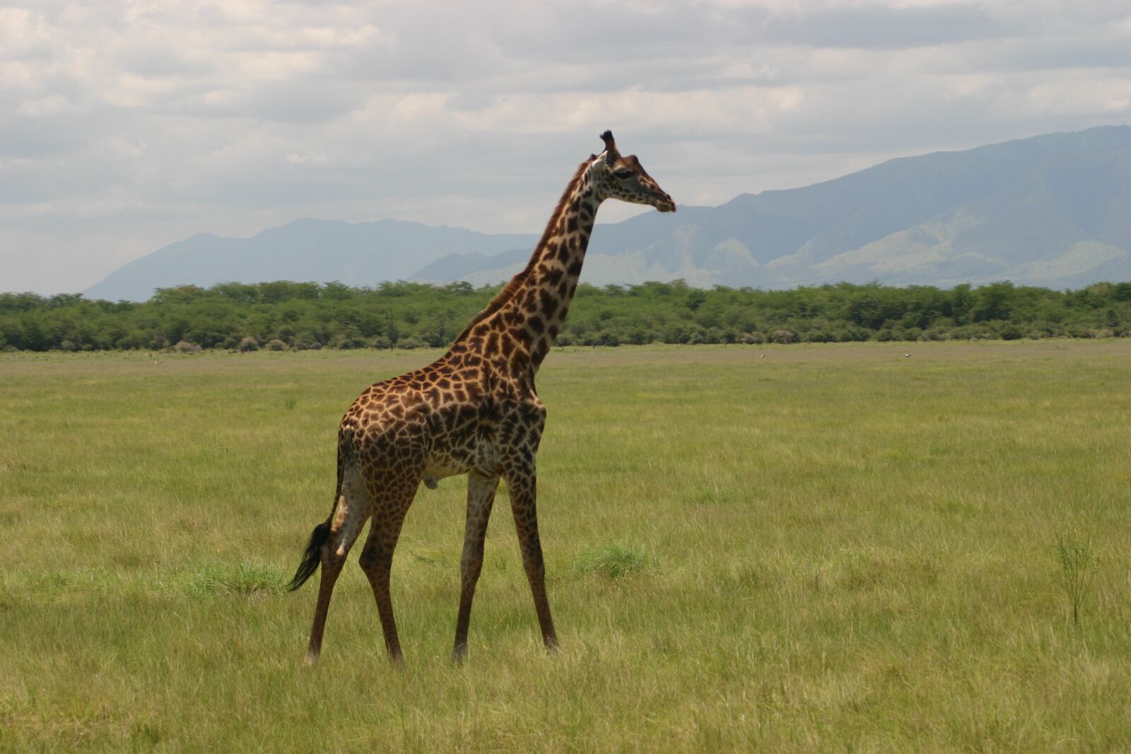 Canon EOS 300D (EOS Digital Rebel / EOS Kiss Digital) sample photo. Giraffe, tanzania, africa photography