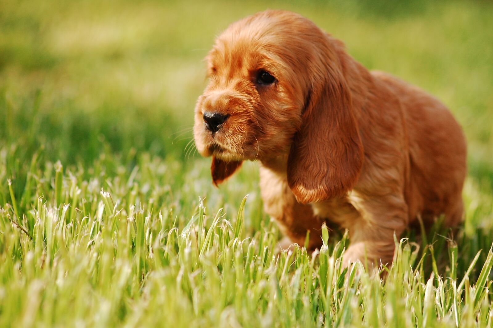 Nikon D40 sample photo. Puppy, dog, doggy photography