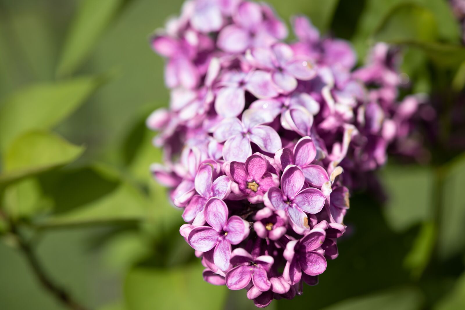 Nikon D750 sample photo. Lilac, flowers, lilac flower photography