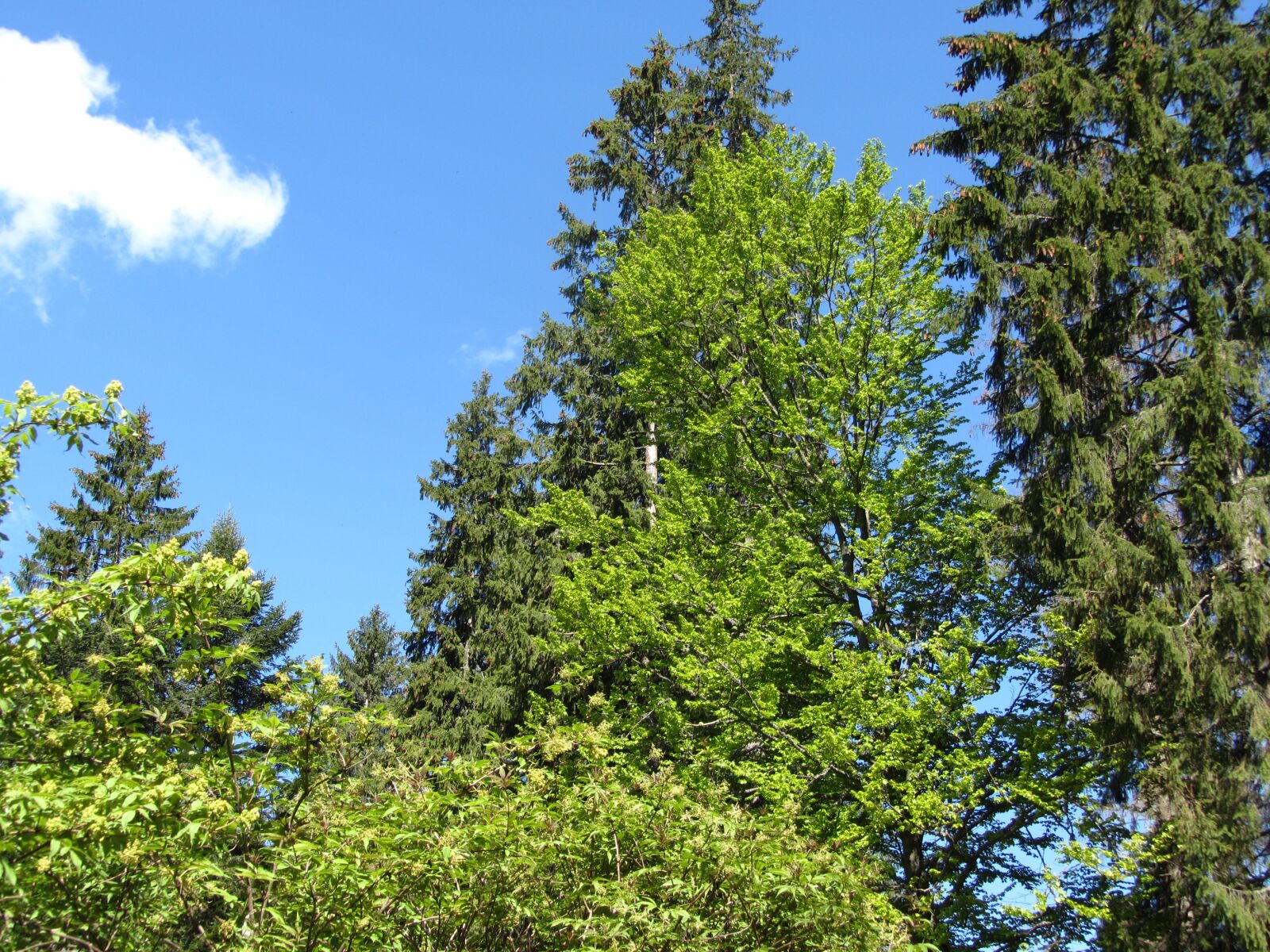 Canon PowerShot SX220 HS sample photo. Nature, forest, trees photography
