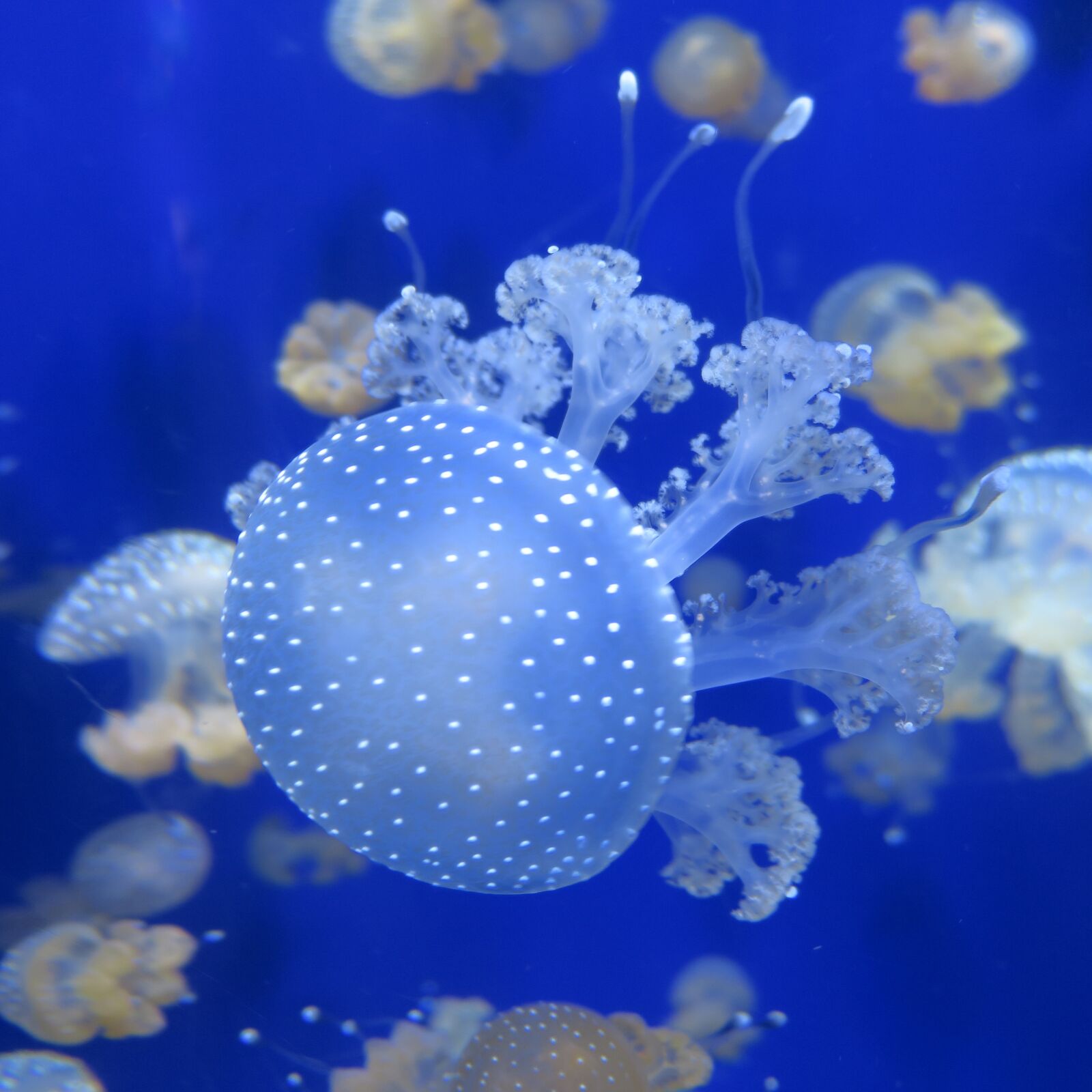 Canon PowerShot G3 X sample photo. Jellyfish, tentacle, blue photography