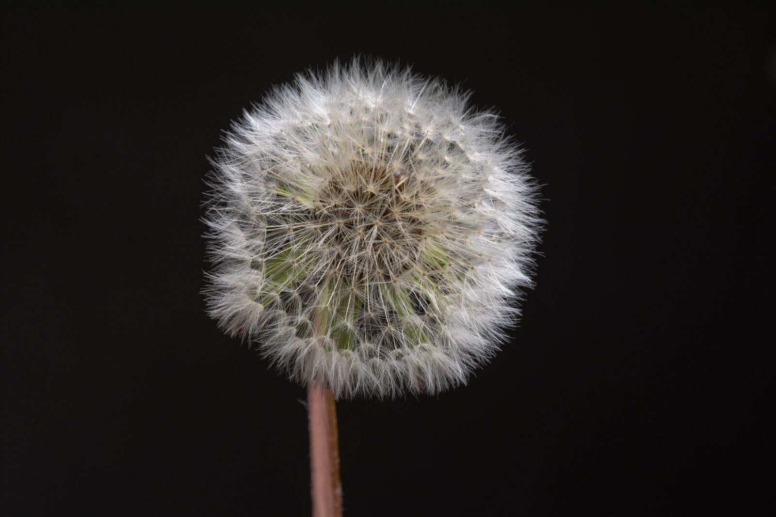 Nikon D7200 sample photo. Flower, dandelion, nature photography