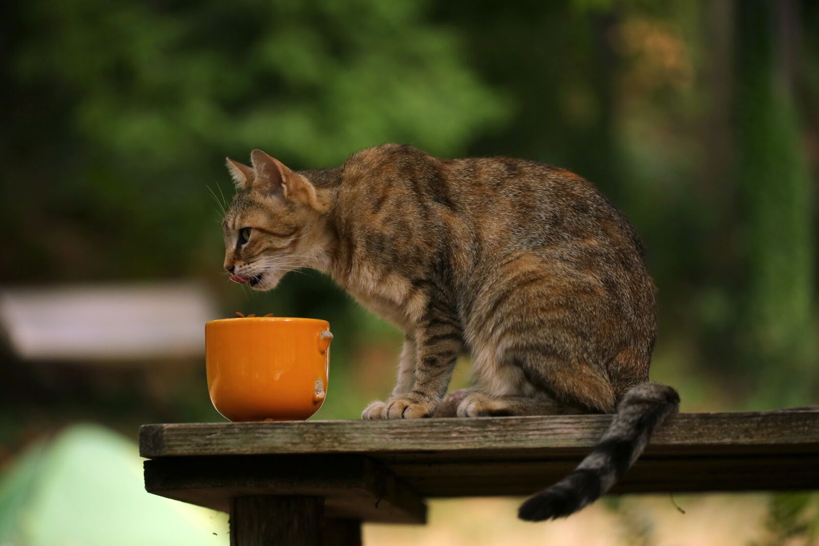 Canon EF 100mm F2.8L Macro IS USM sample photo. Cat, food, cute photography