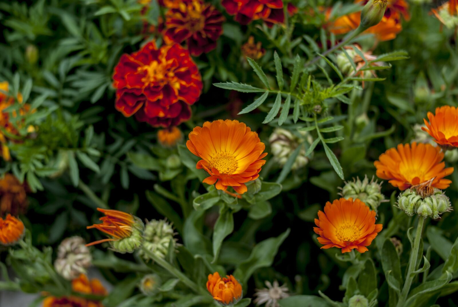 Nikon D60 sample photo. Garden, nature, flowers photography