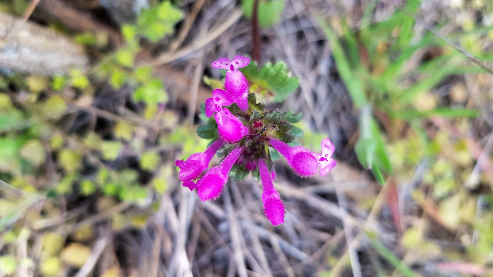 Samsung Galaxy S8 sample photo. Nature, plant, flower photography
