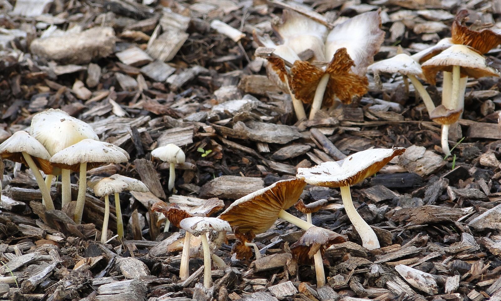 Sony Cyber-shot DSC-HX1 sample photo. Mushrooms, forest, natural photography
