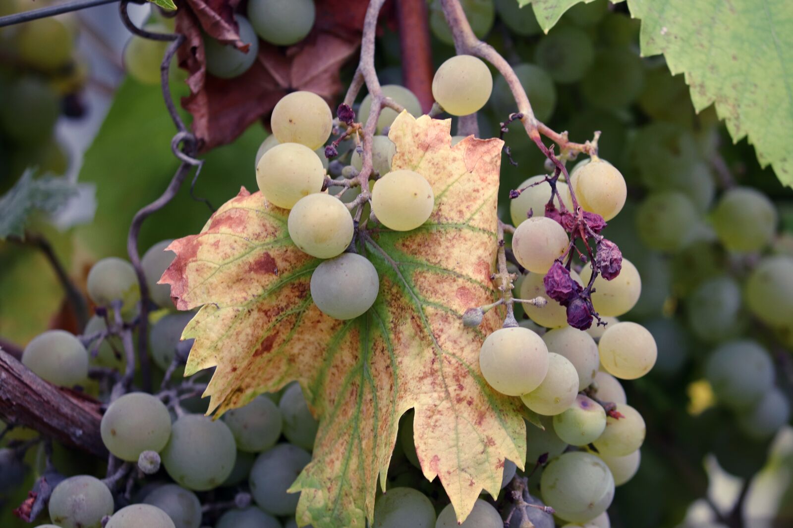 Canon EOS 200D (EOS Rebel SL2 / EOS Kiss X9) sample photo. Grapes, vines, mature photography