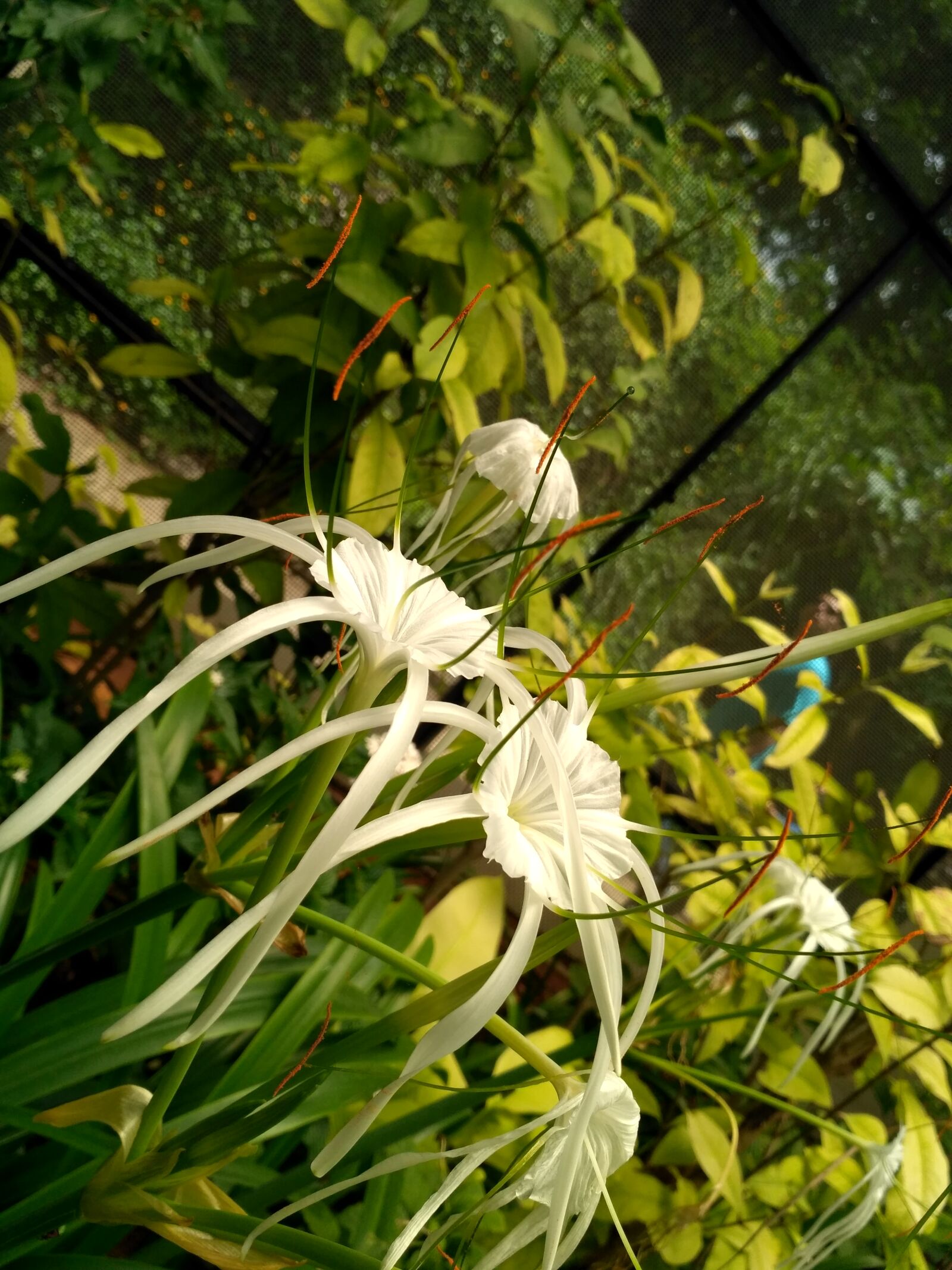 Xiaomi Redmi 3S sample photo. Pic, in, bangalore, zoo photography