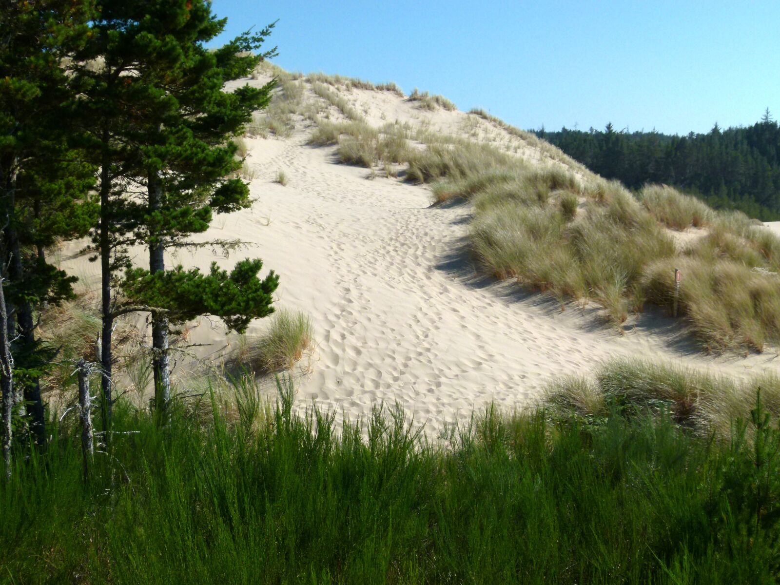 Panasonic Lumix DMC-FZ100 sample photo. Dunes, sand, grass photography