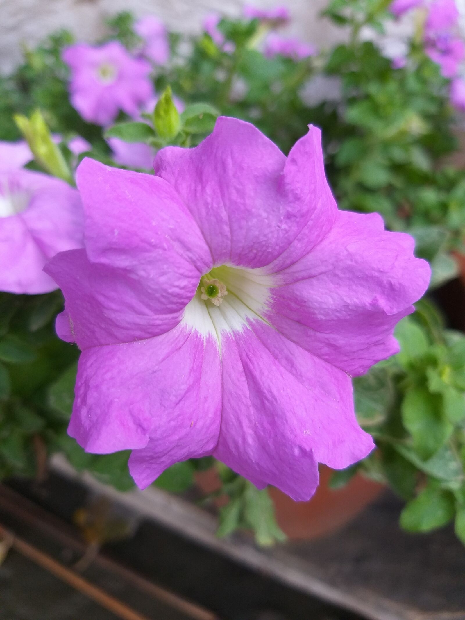 Samsung Galaxy J8 sample photo. Flowers, nature, plants photography