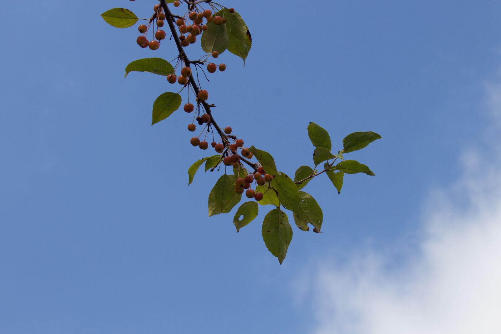 Canon EOS 700D (EOS Rebel T5i / EOS Kiss X7i) sample photo. Berries photography